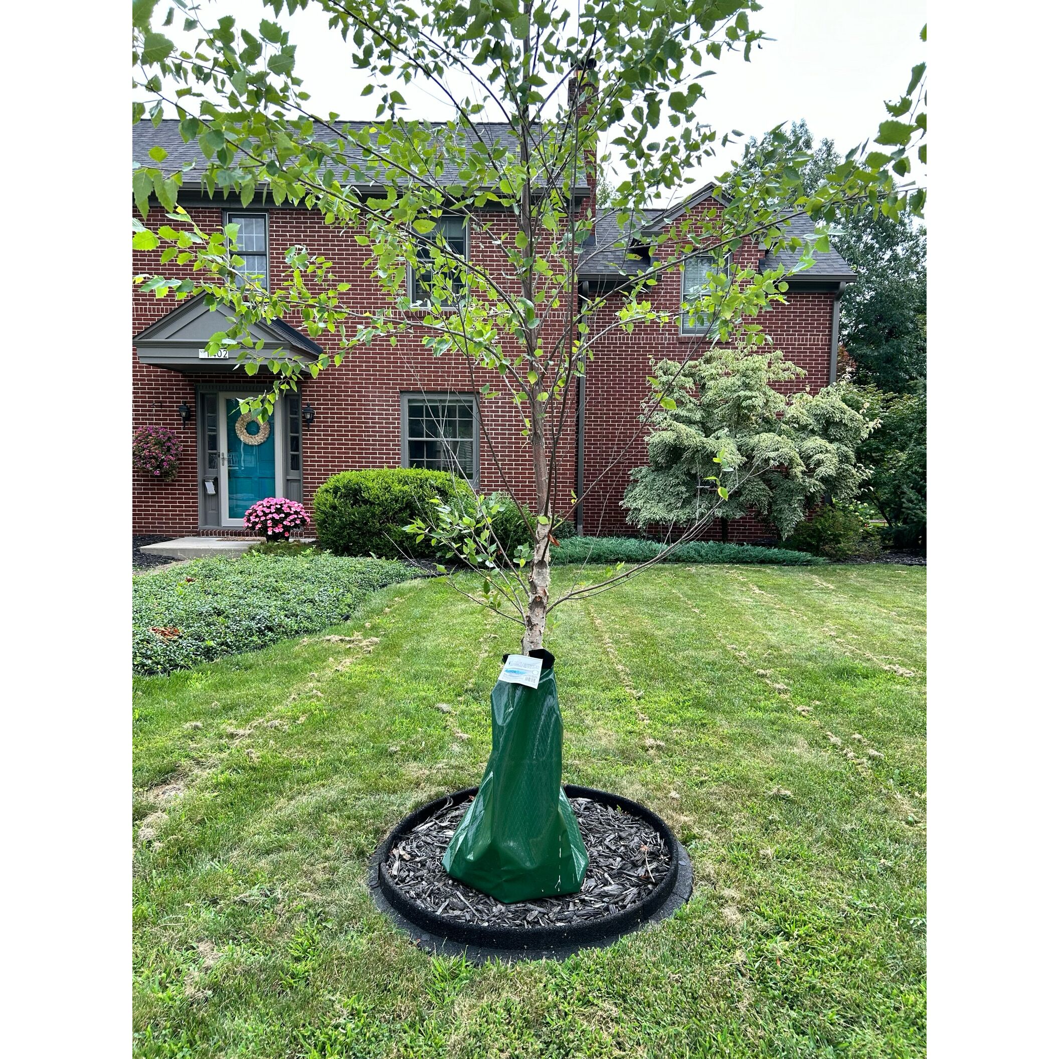 EcoBorder TR-RED Rubber-Mulch-Tree-Rings - View #7