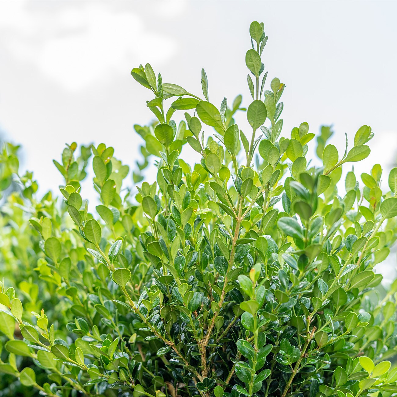 Perfect Plants LOWINTERGEMBOXWOOD3G shrubs - View #4