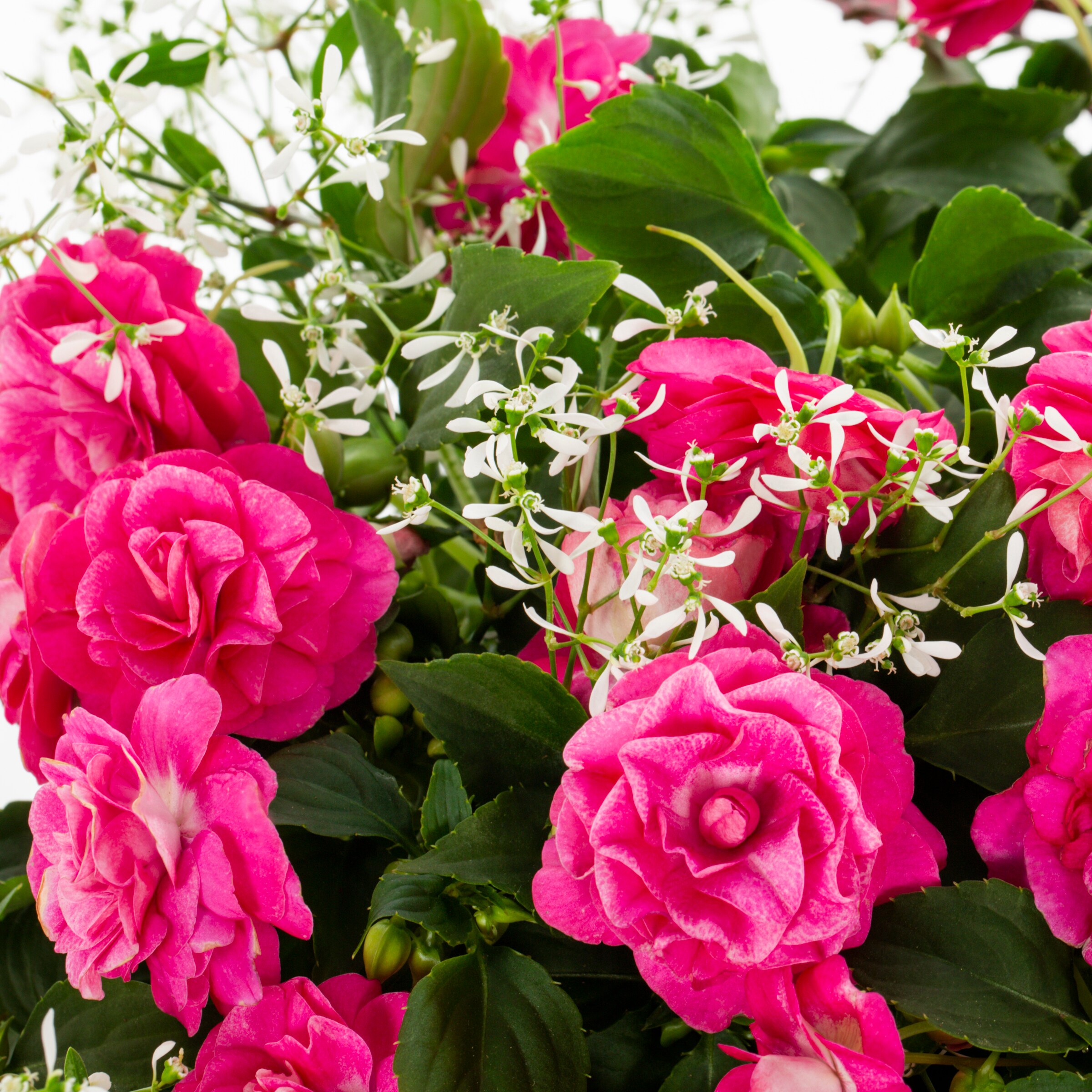 Ready Refill NURSERY annuals - View #2