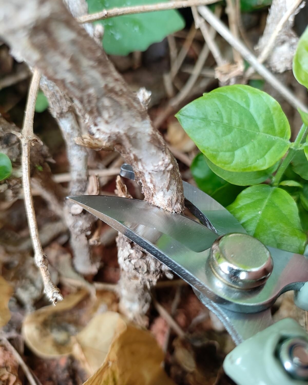 Adrinfly LAD0527D105 Hand-Pruners - View #5