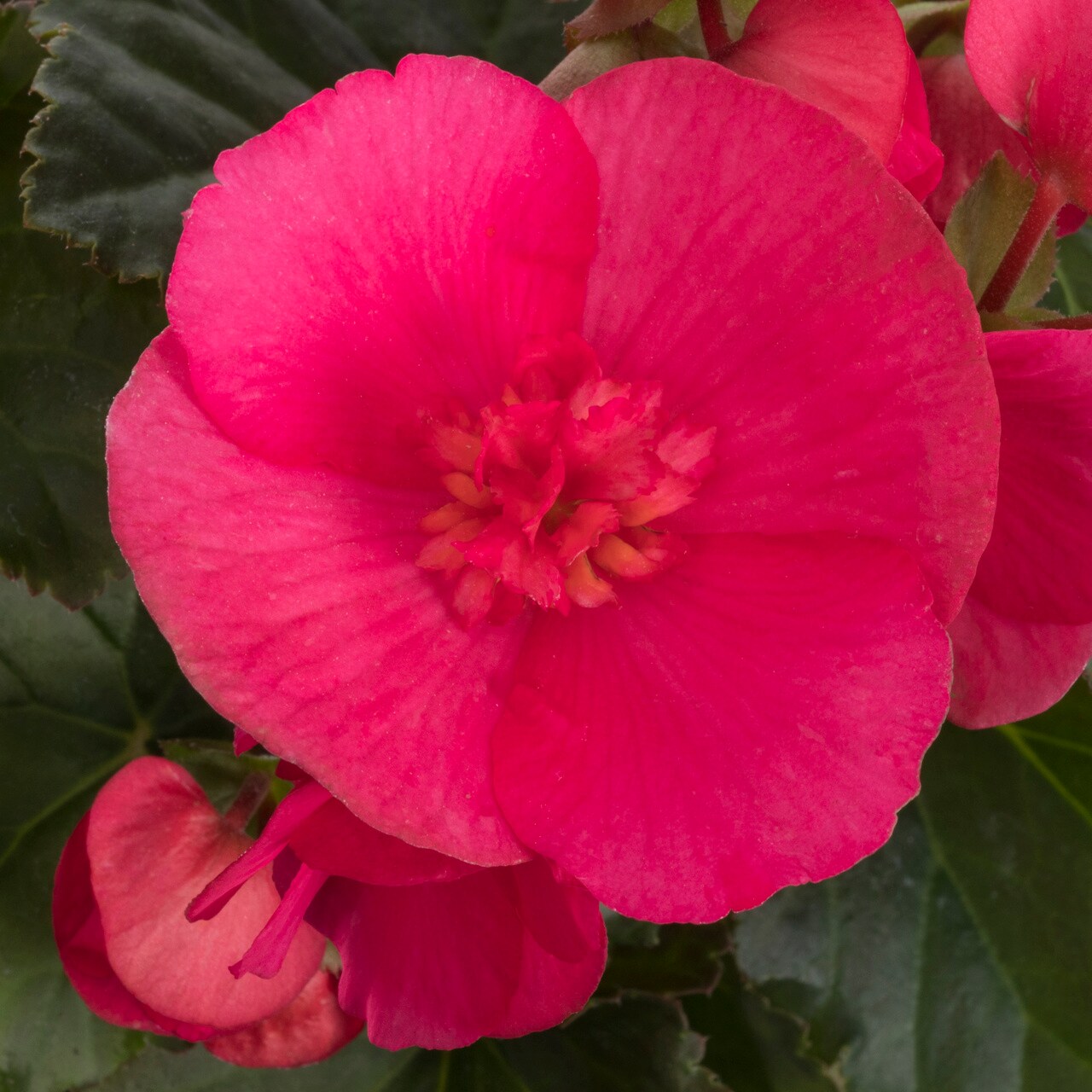 Monrovia 5010 annuals - View #2