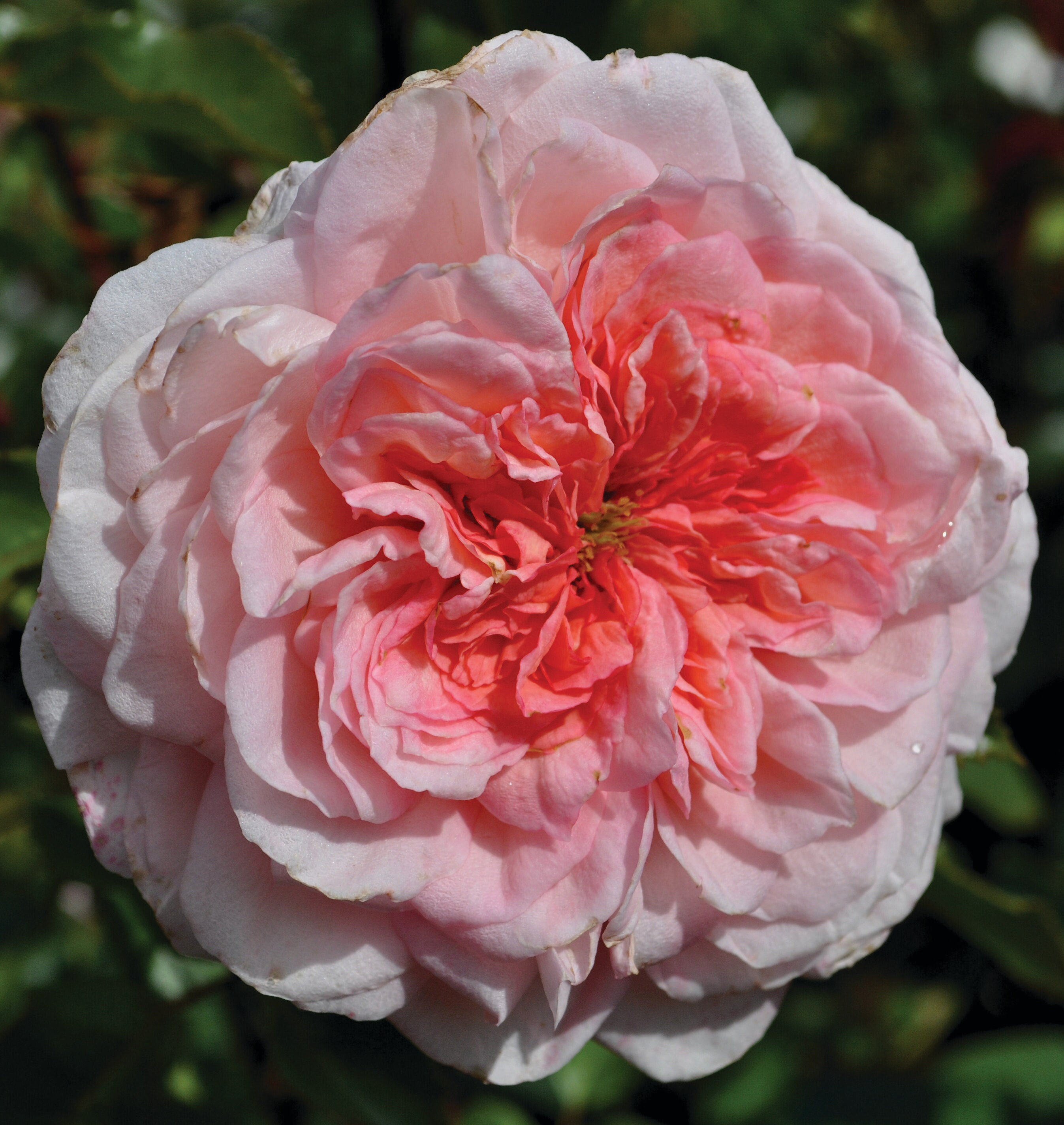 National Plant Network LW1414 roses - View #2