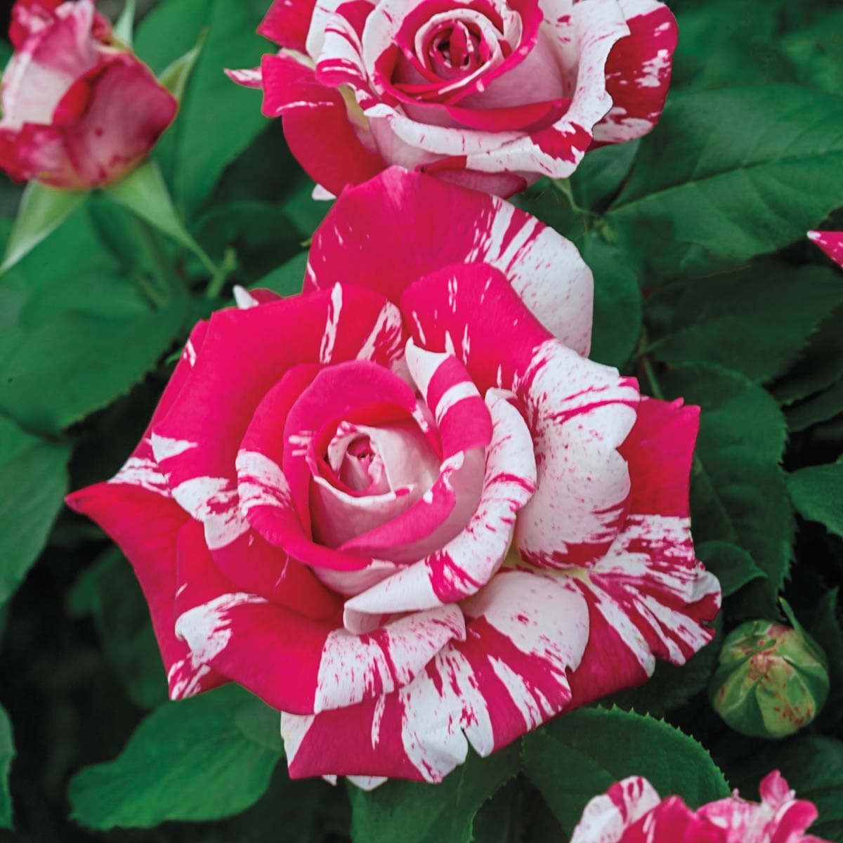 Spring Hill Nurseries 85040 roses - View #2