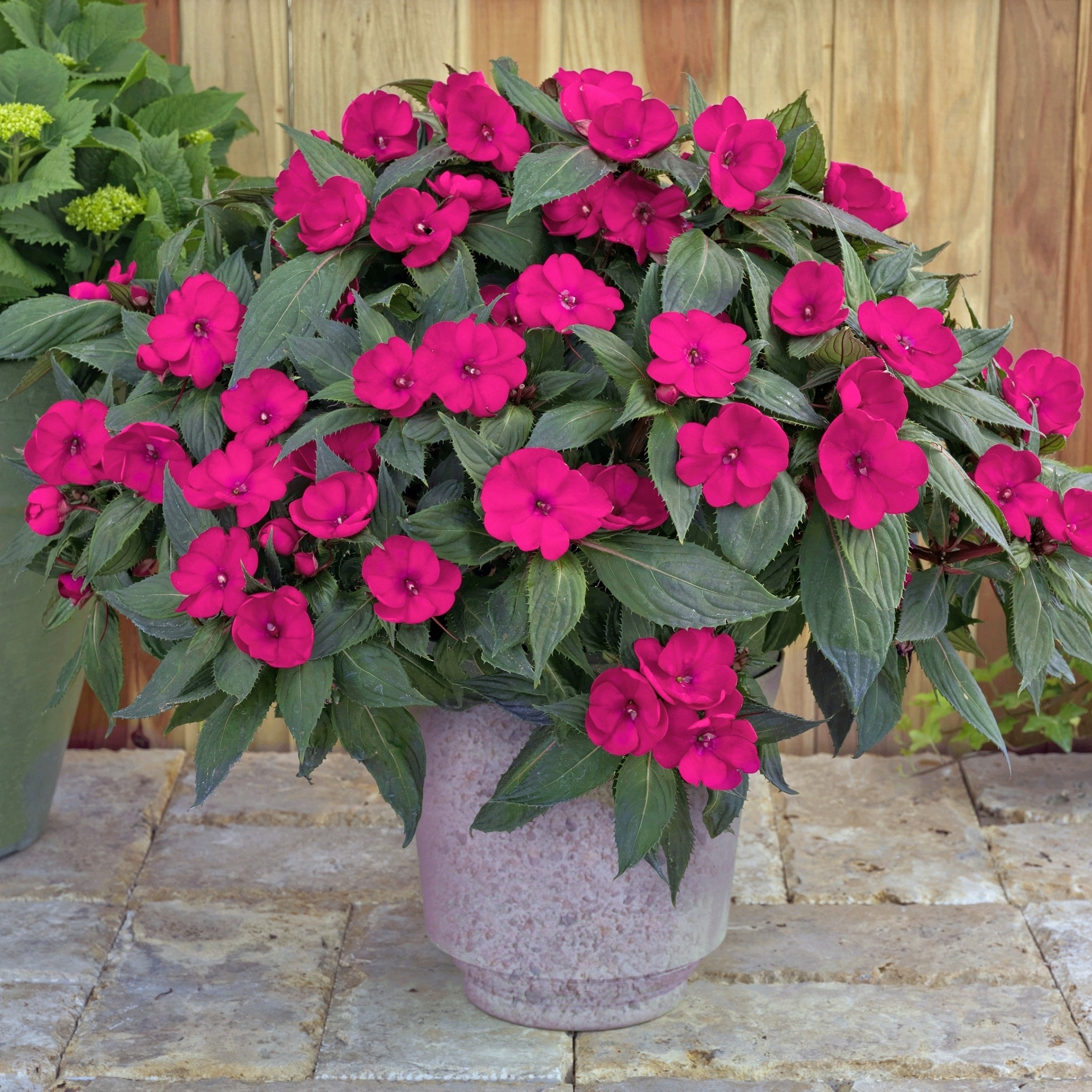 National Plant Network LW1564 annuals - View #3
