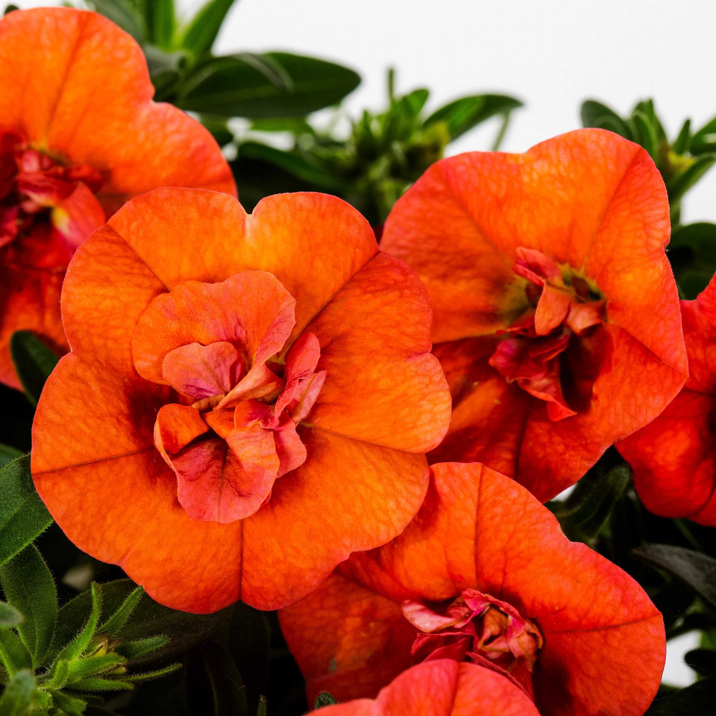 Lowe's NURSERY annuals - View #6