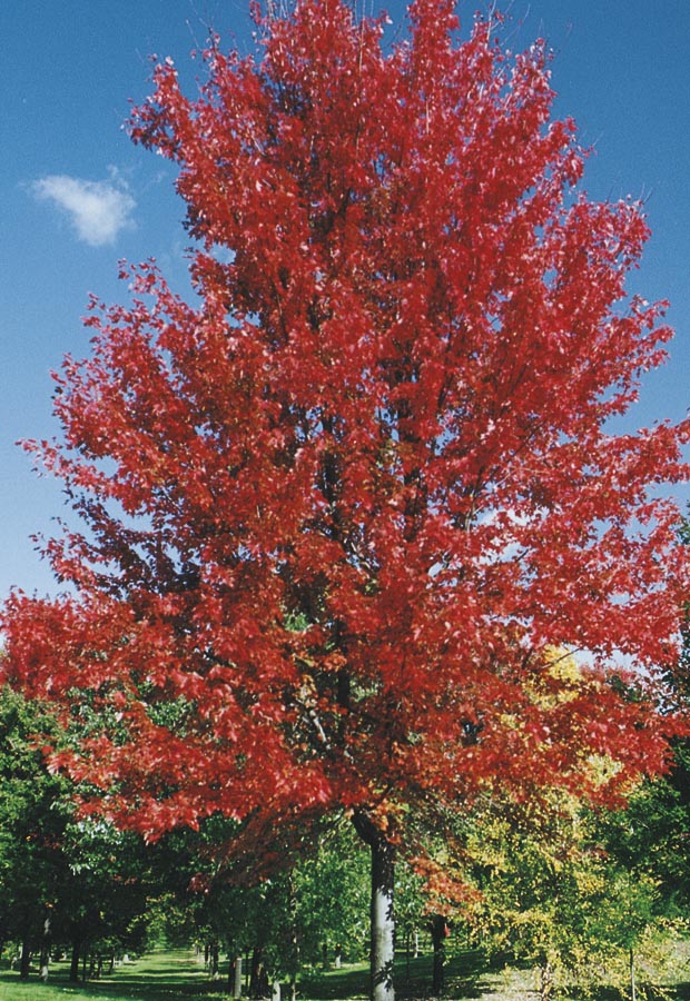  NURSERY 3.63-Gallon Insignificant Shade Tree Autumn Blaze Maple