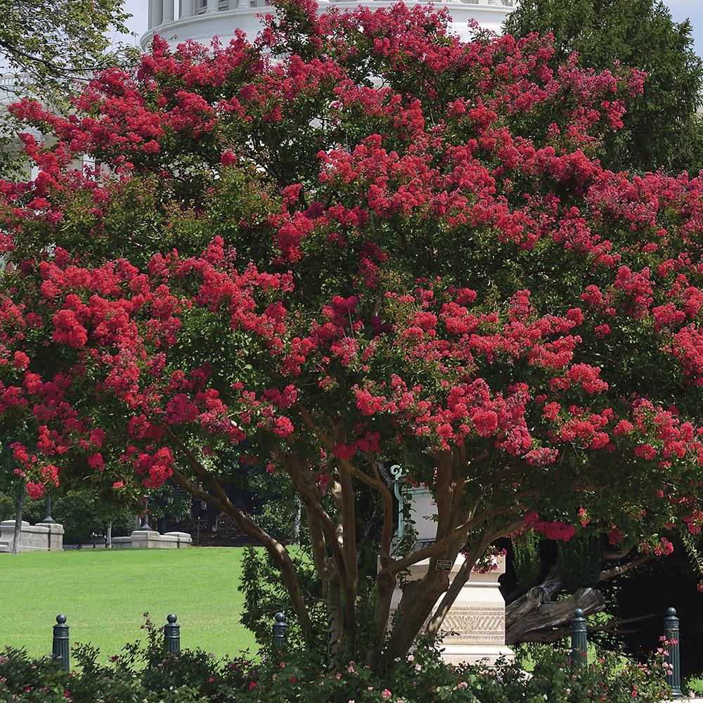 Van Zyverden 83554 Red Crape Myrtle Bulbs 1.0 Count