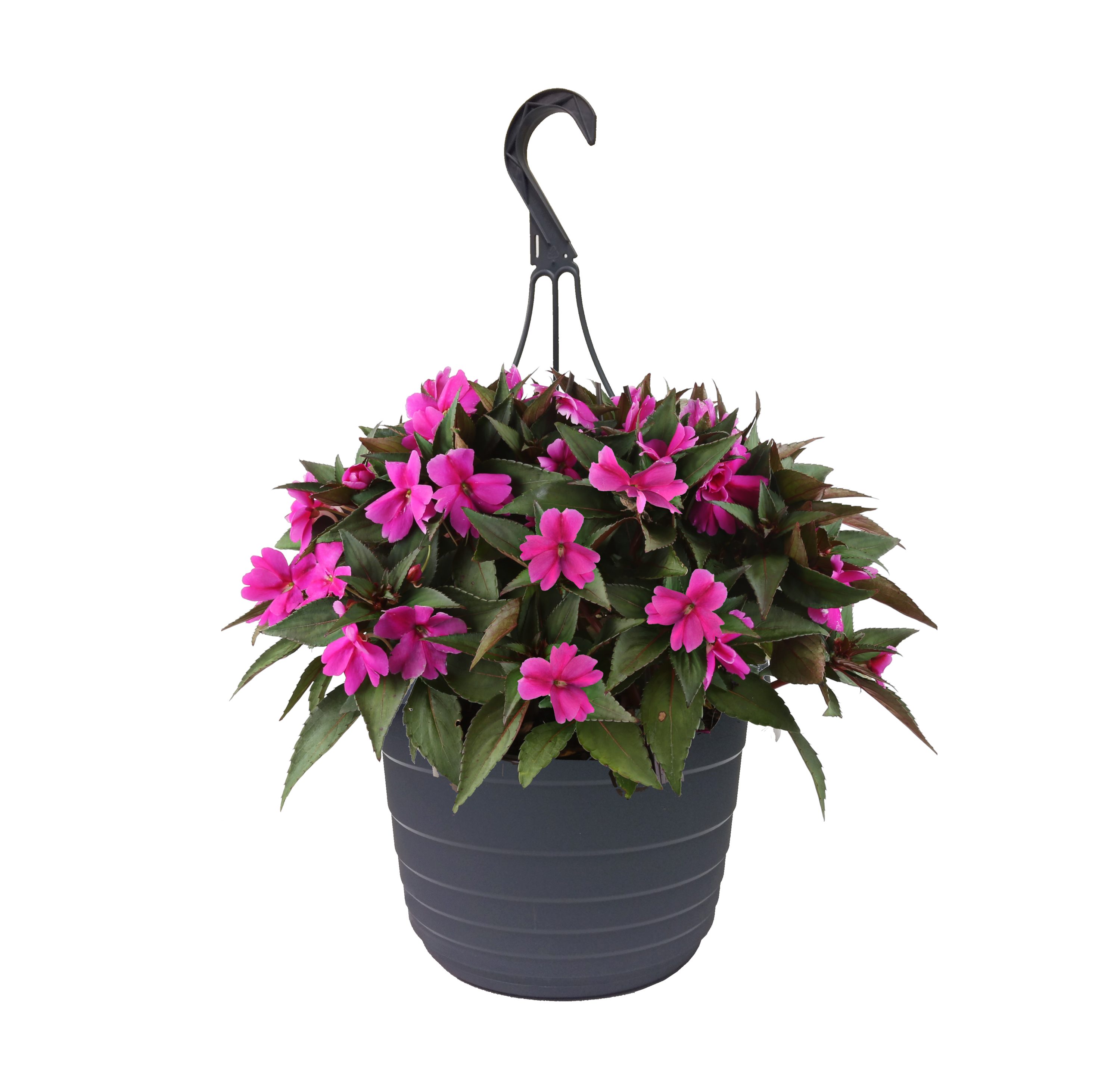 Lowe's NURSERY Multicolor Sunpatiens in 2-Gallon Hanging Basket