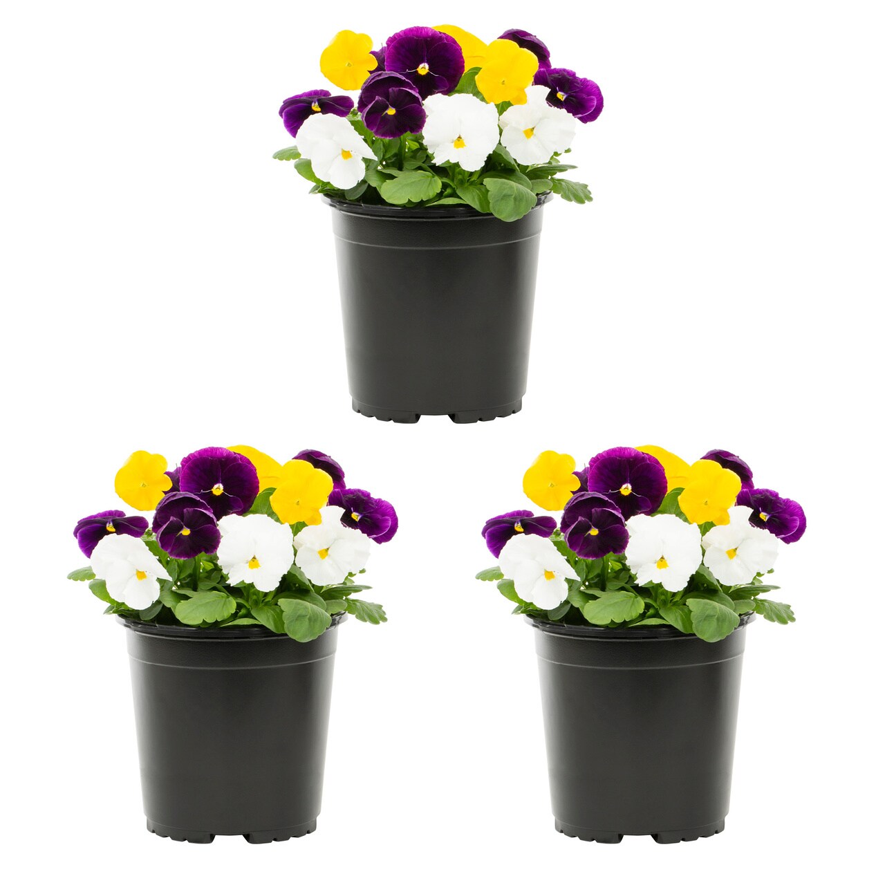 Lowe's Multicolor Pansy in 2.5-Quart Pot in the Annuals department