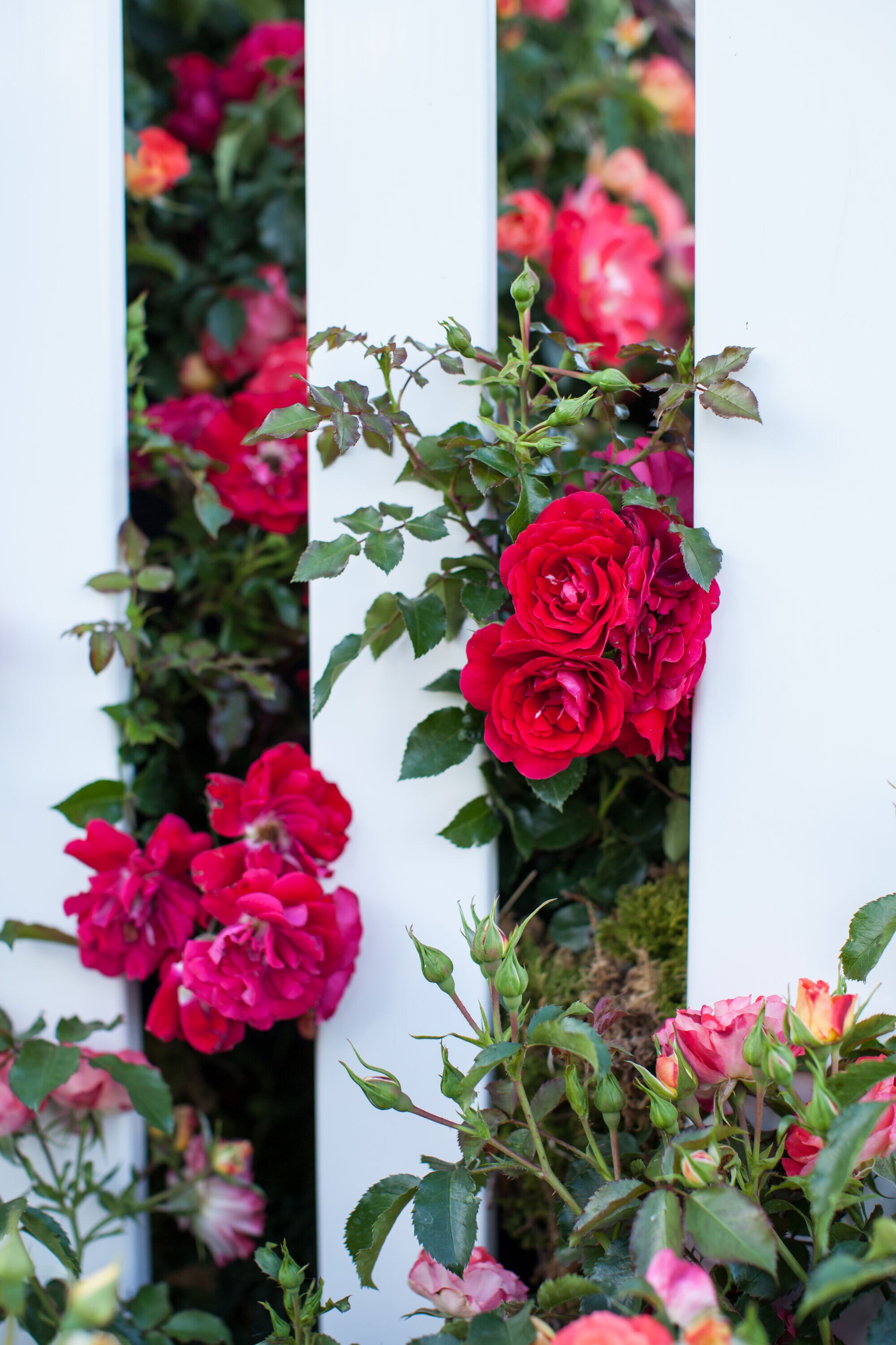 Lowe's NURSERY roses - View #4