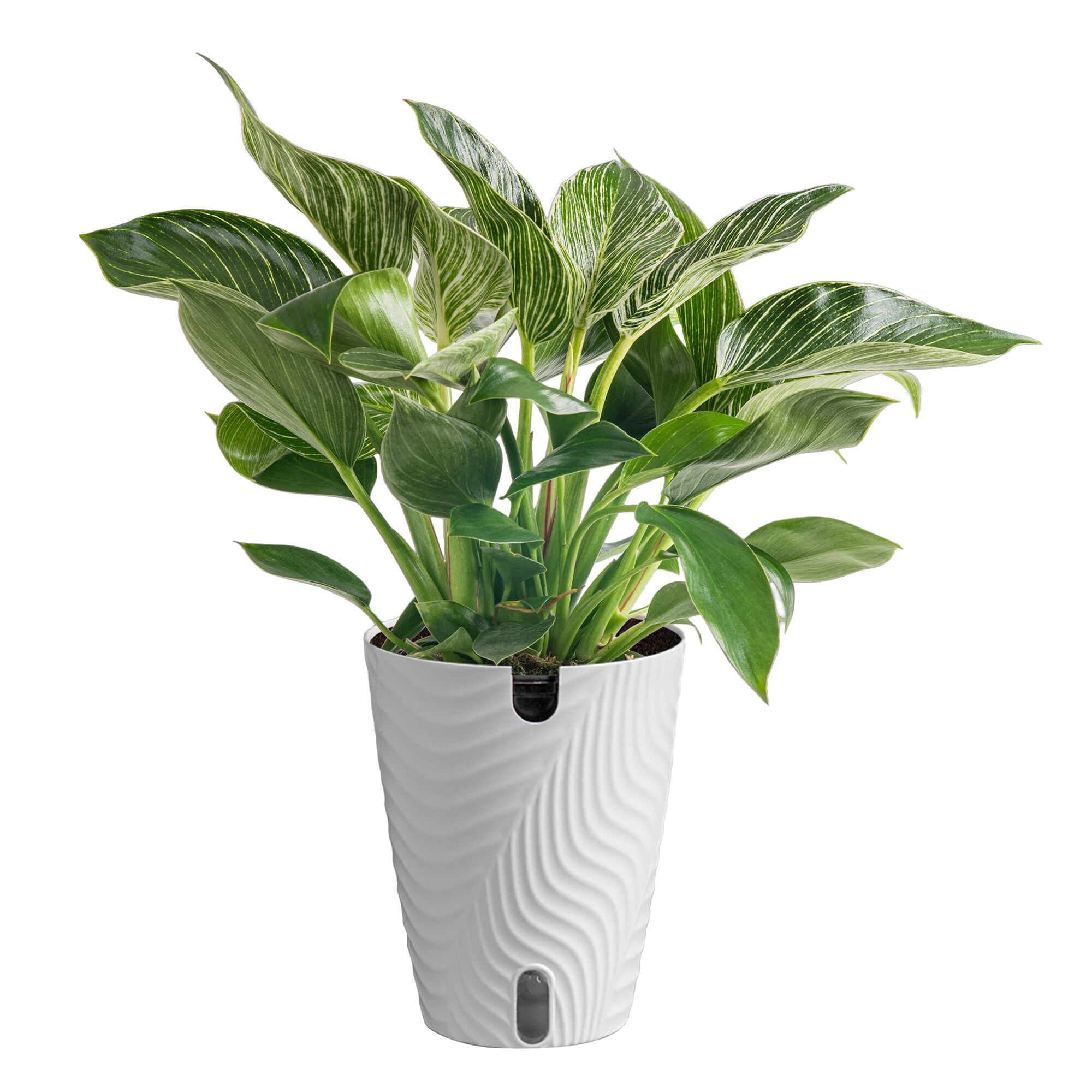 Costa Farms Philodendron House plant in 1.4 Quart(s) Self-watering pot 1 -Pack