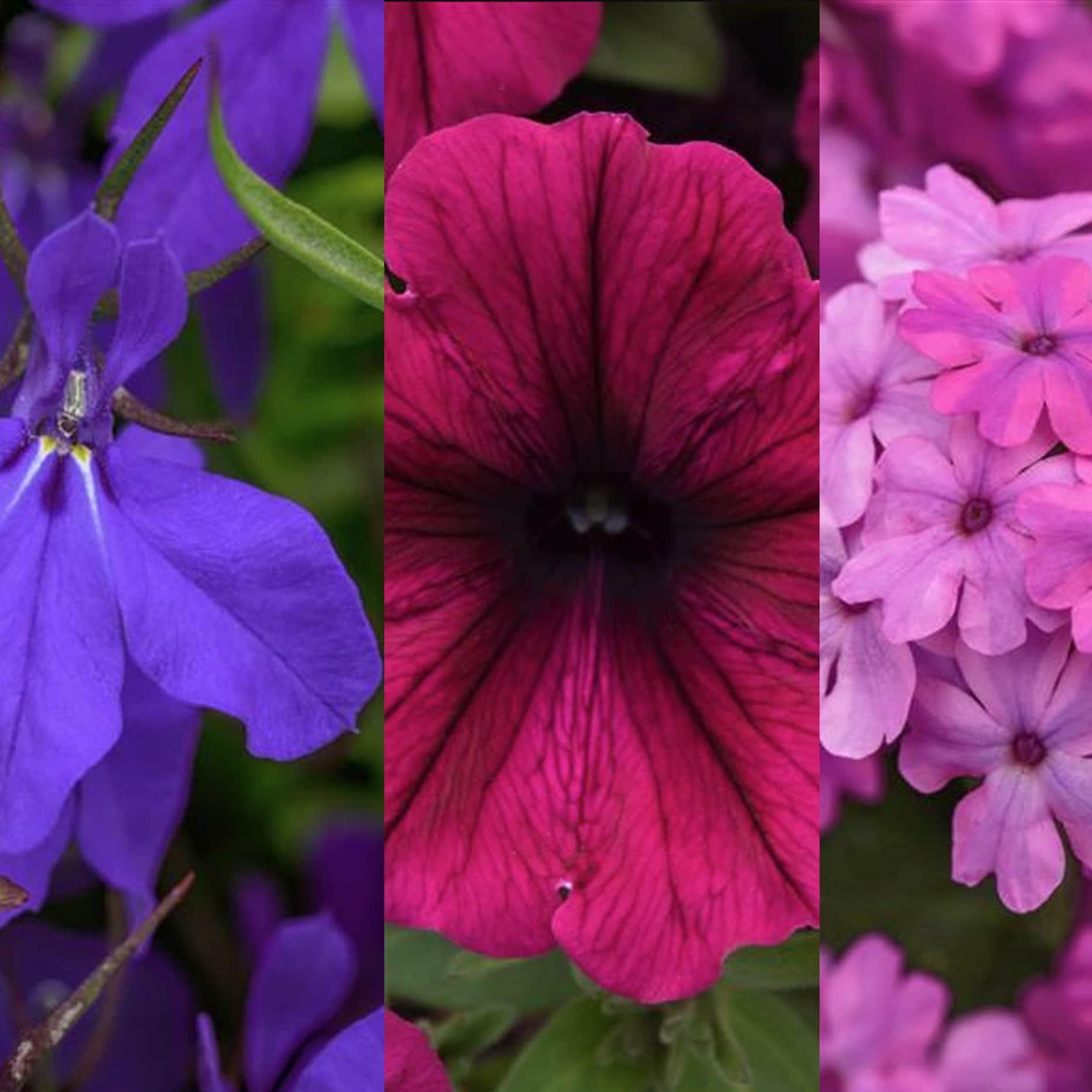 Lowe's NURSERY annuals - View #2