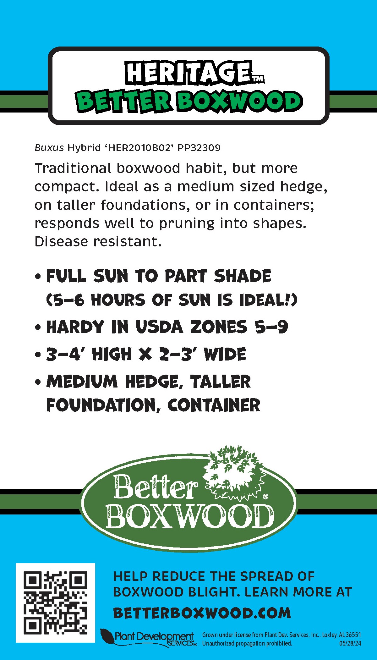 Better BOXWOOD 9066Q-1 shrubs - View #9