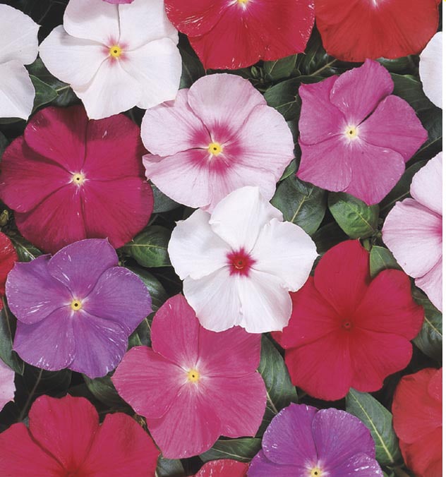 Lowe's Multicolor Vinca 12-Pack Tray the Annuals department at Lowes.com
