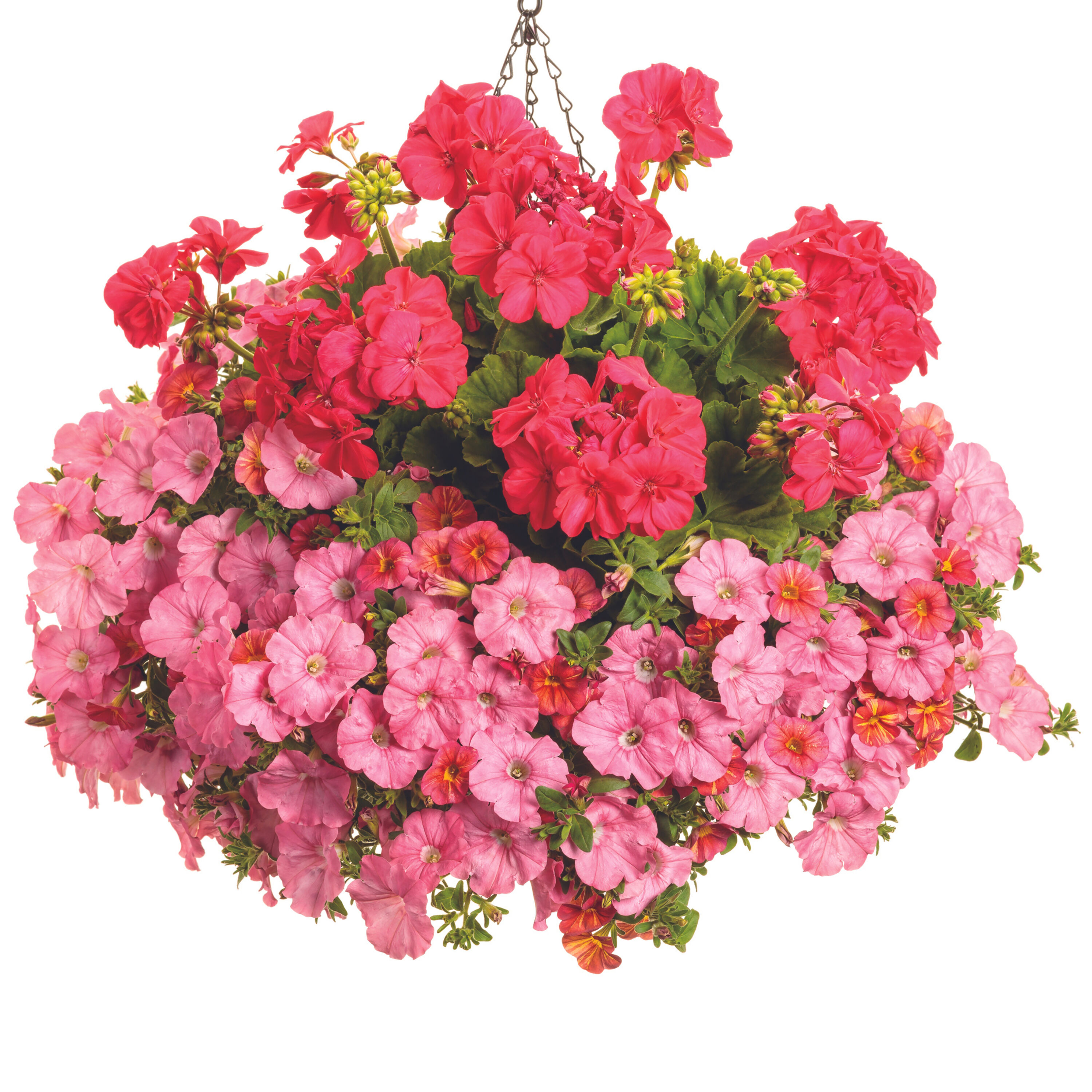 Proven Winners PELPRW1567504 annuals - View #4