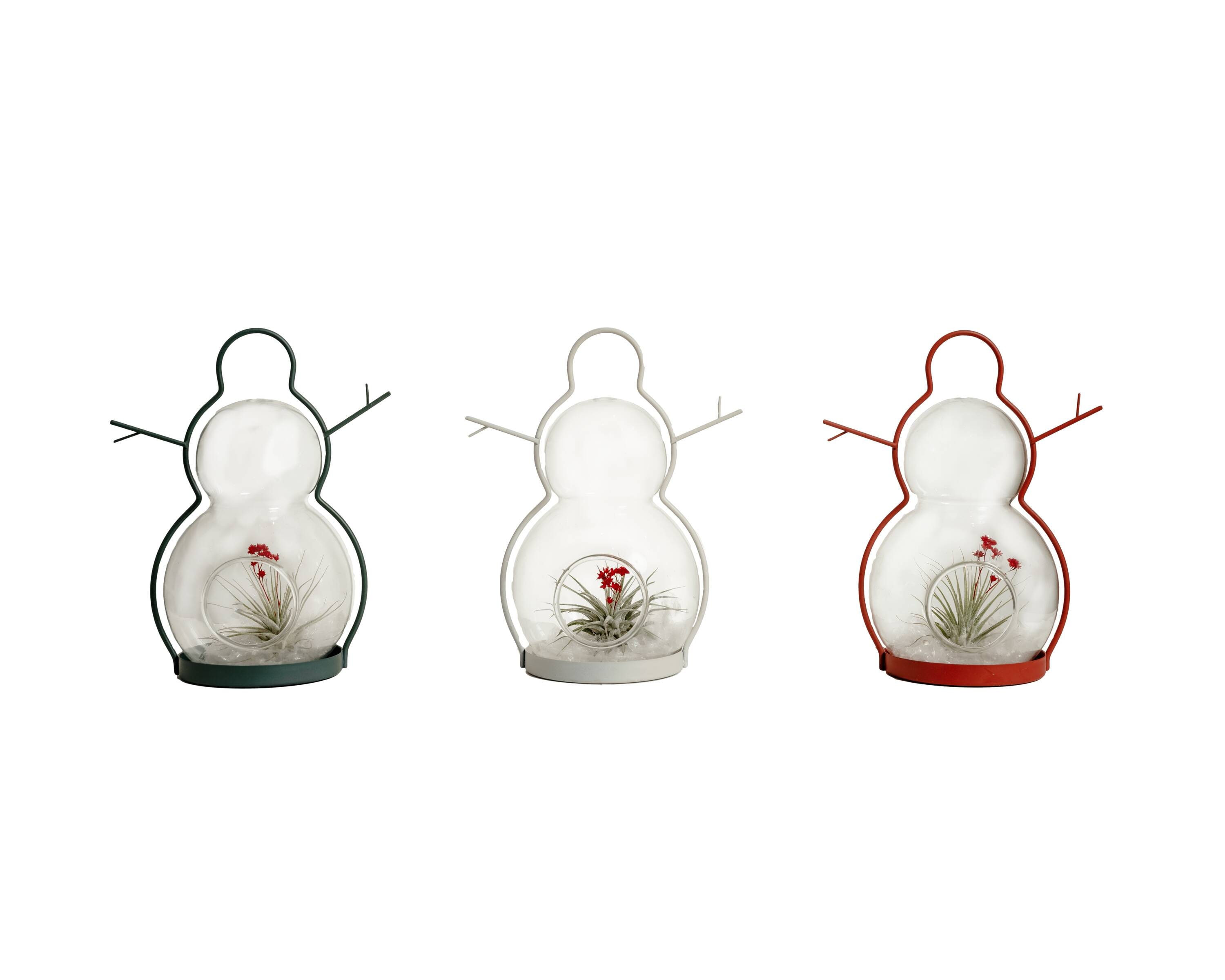 LiveTrends ASB06276 WARM HUGS House plant in 1 Inch(es) Terrarium 1.0 -Pack