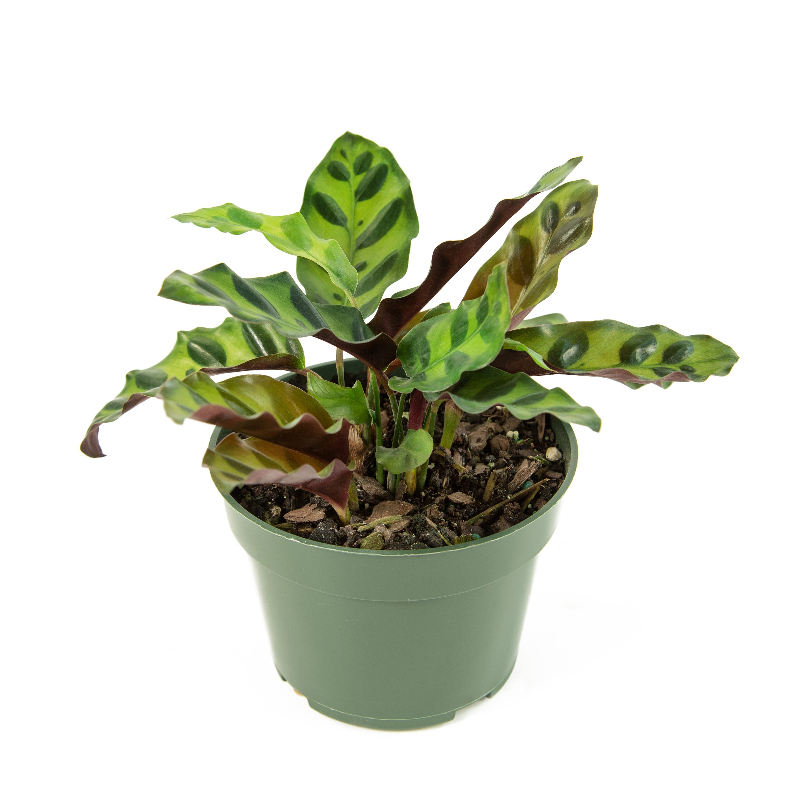 National Plant Network Calathea Rattlesnake House Plant in 4-in Pot at ...