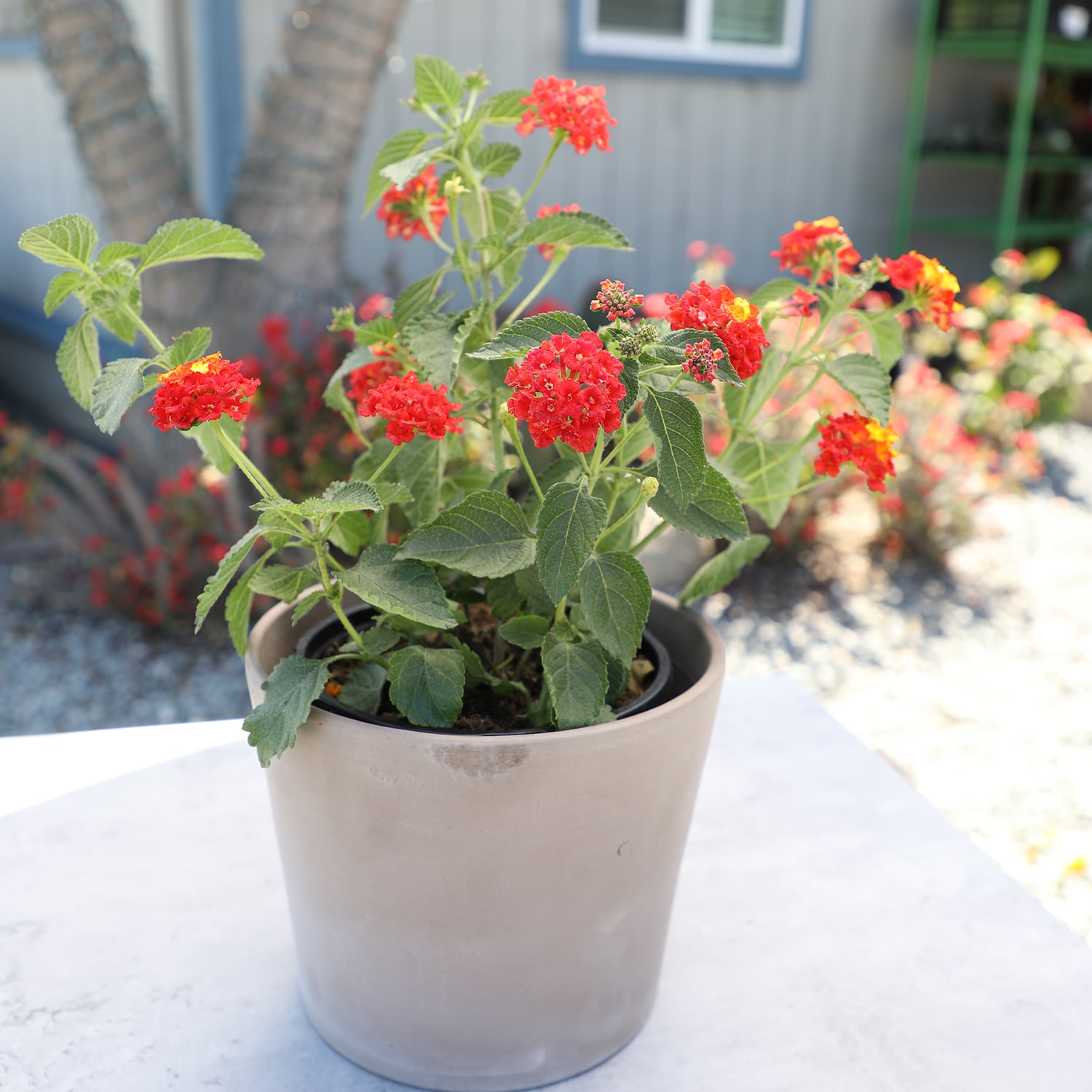 Altman Plants 0881266 annuals - View #12