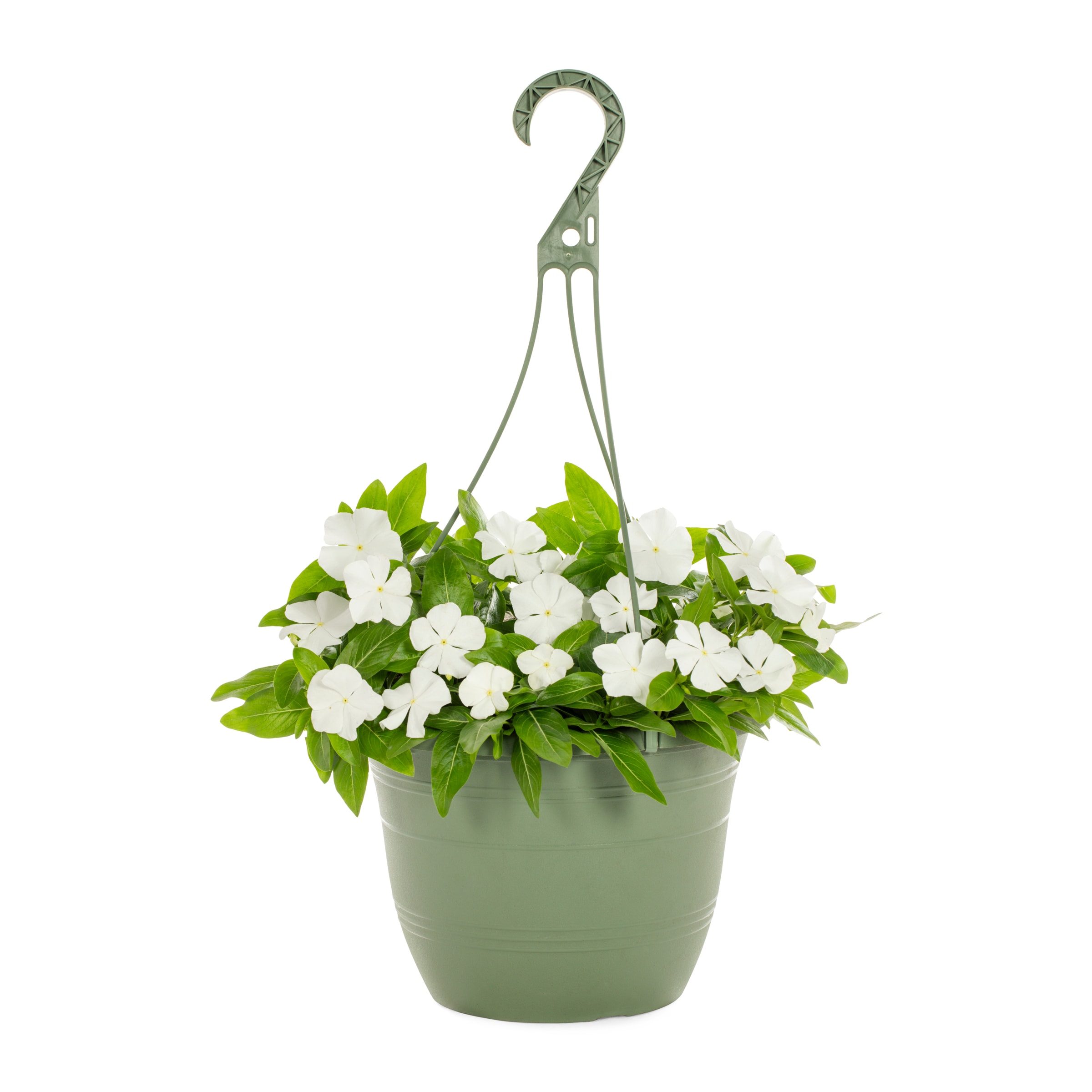 Metrolina Greenhouses 4926 White Vinca in 1.5 Gallon(s) Hanging basket 1 -Pack