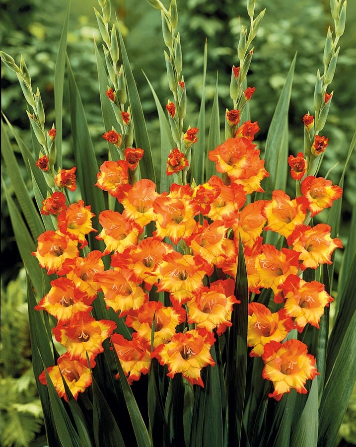 Lowe's Multicolor Firecracker Gladiolus Bulbs 25Count in the Plant