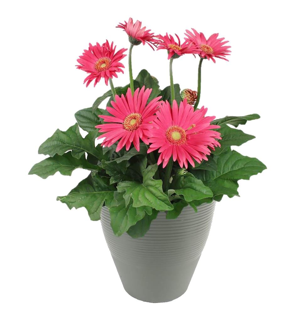 Lowe's Multicolor Mixed Annuals Combinations in 1-Gallon Planter in the ...