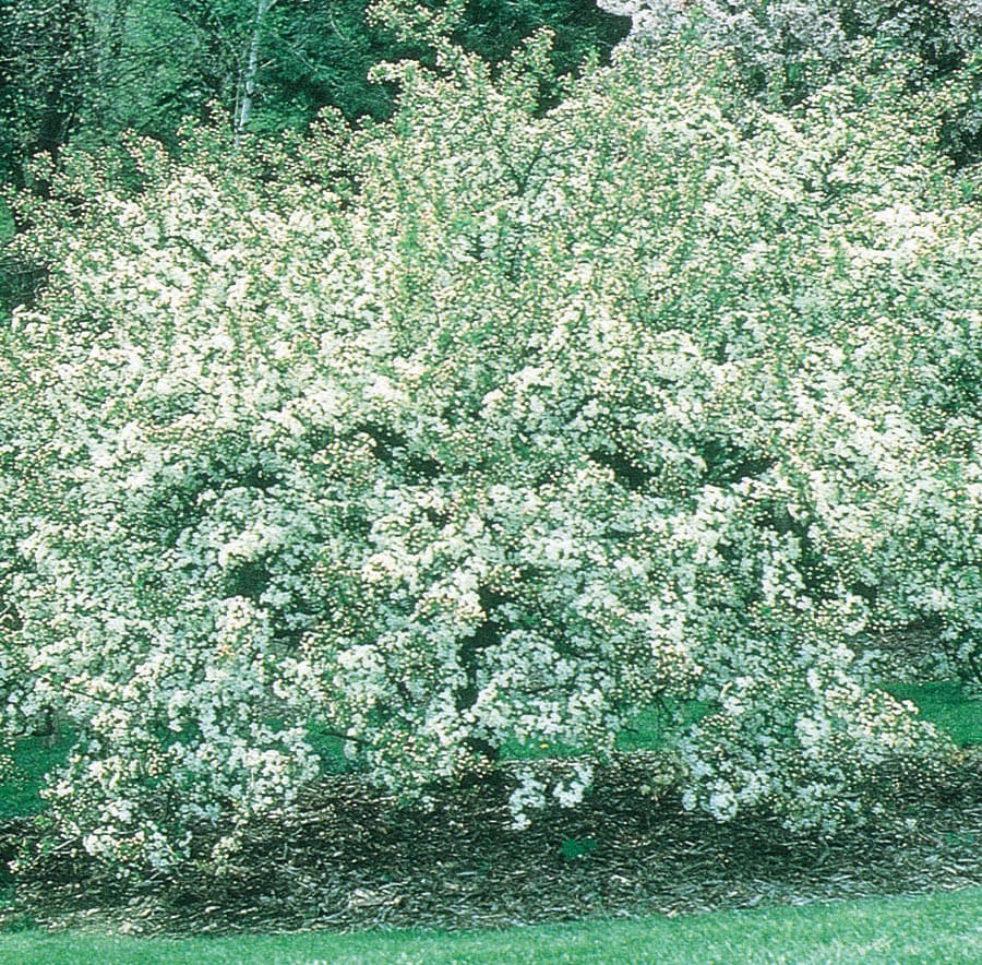  NURSERY 7.28 -Gallon White Flowering Sargent Crabapple In pot (with soil)