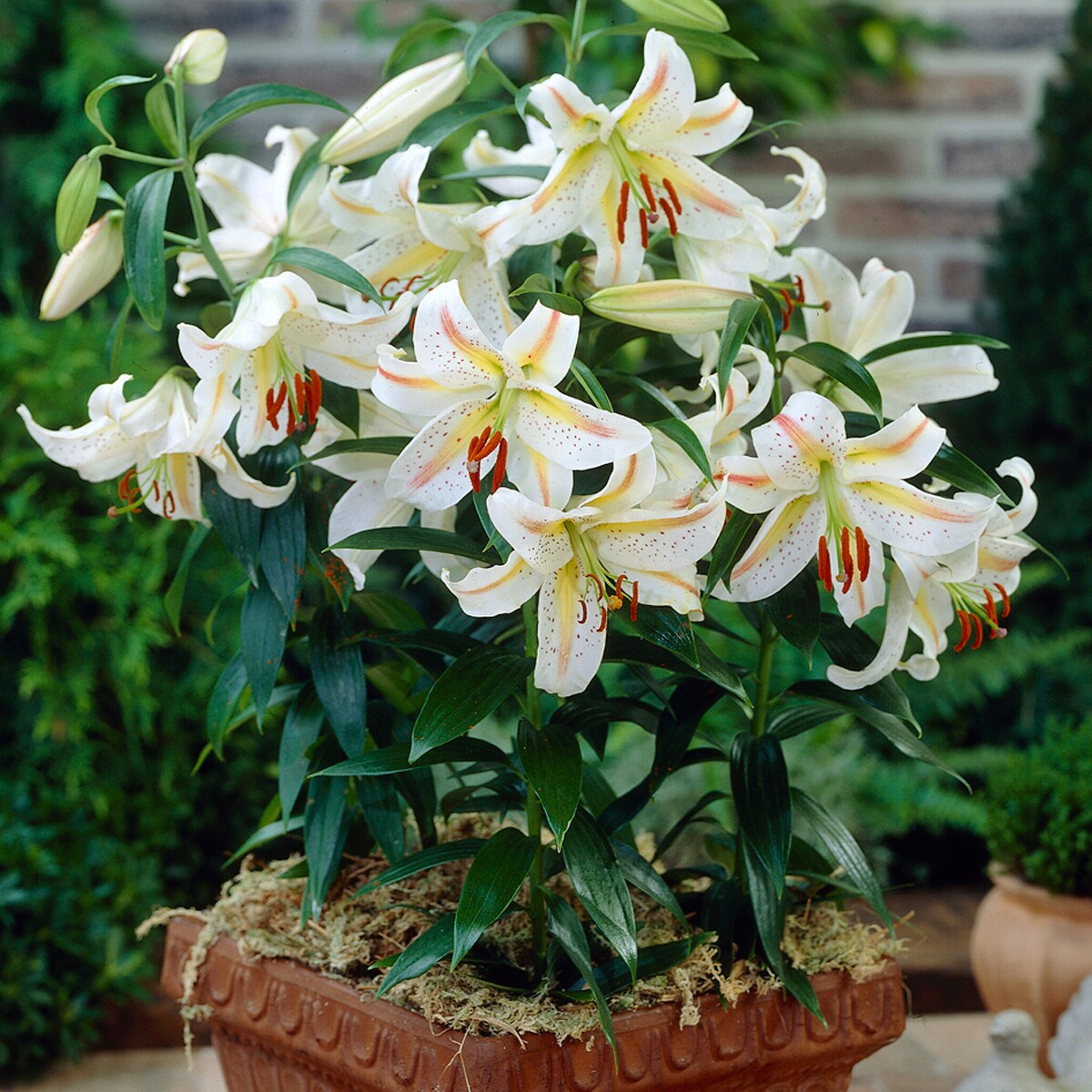 Van Zyverden 83680 Plant-Bulbs - View #2