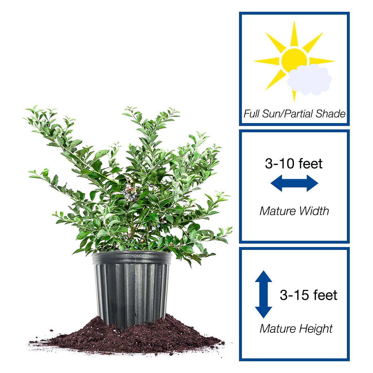 Perfect Plants LOTIFBLUE3G shrubs - View #2