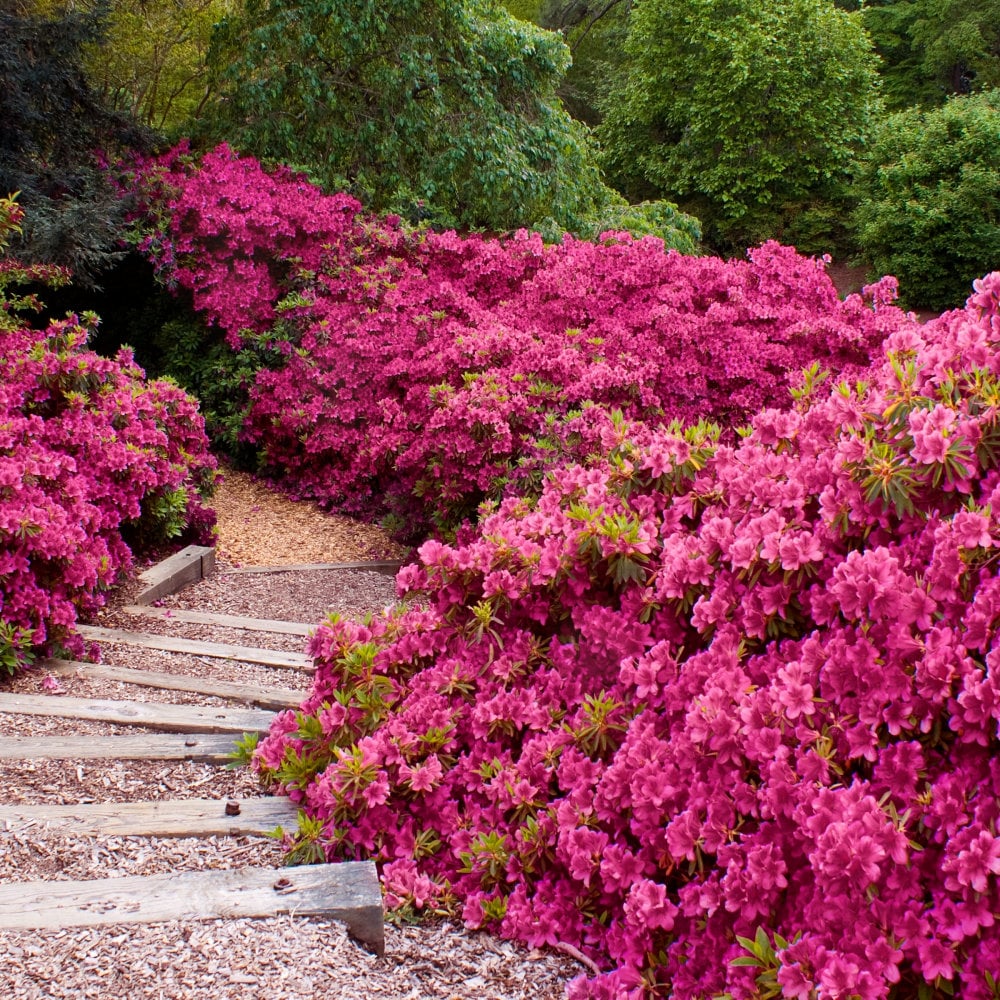 National Plant Network LW7756 shrubs - View #5