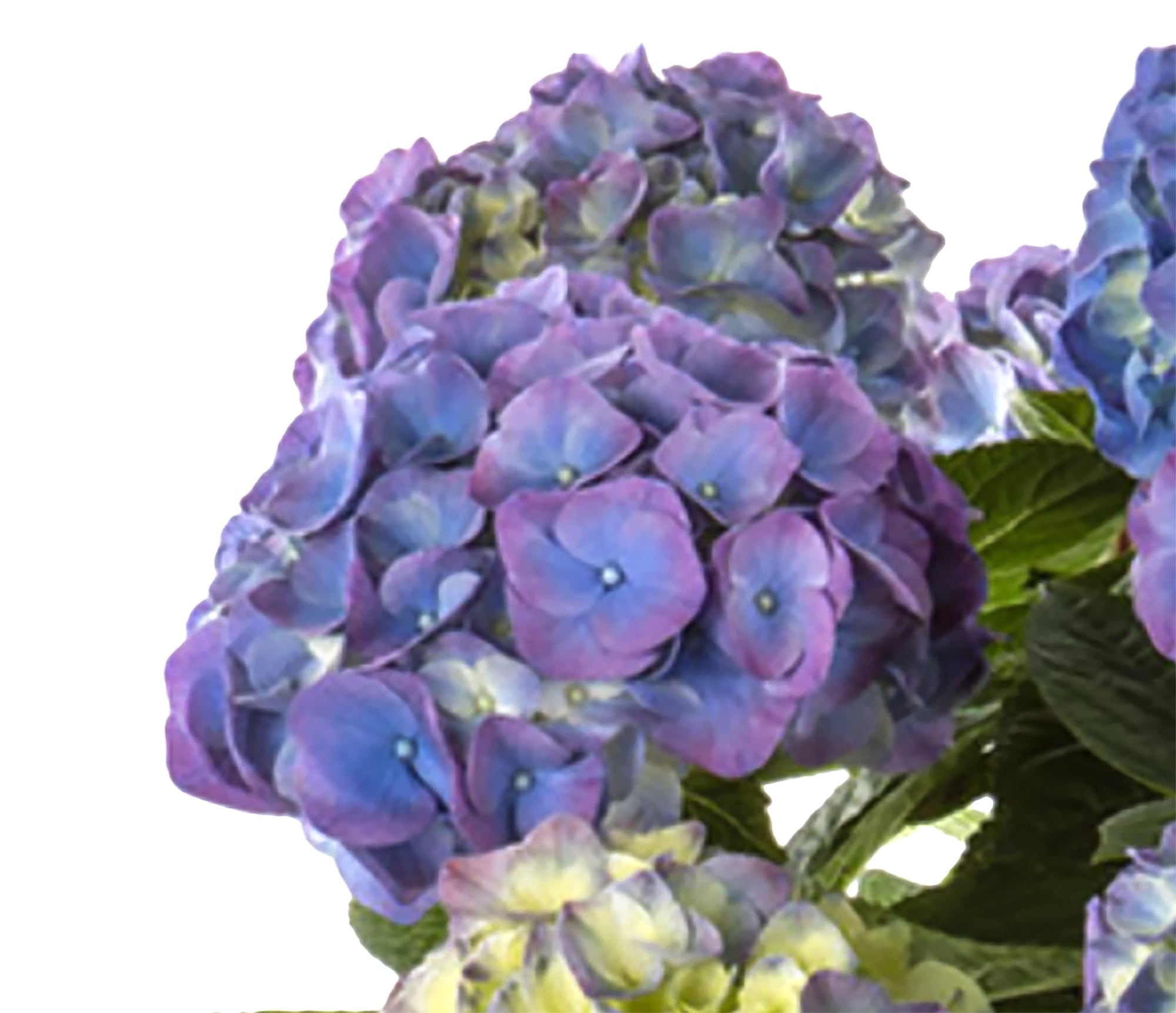  3065 shrubs - View #3