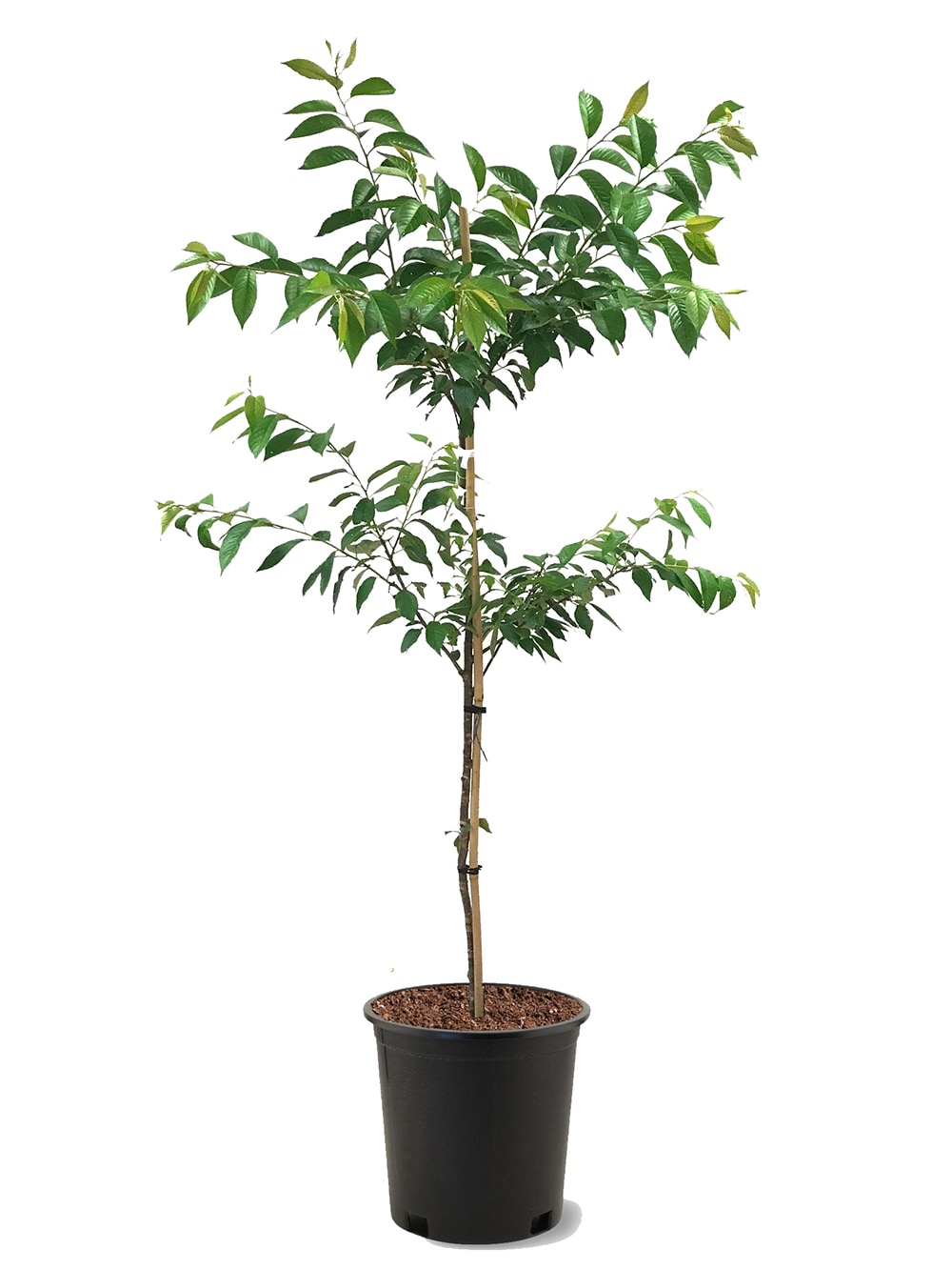 Southern Planters CHEAUT05G 5 -Gallon White Flowering Autumnalis Cherry In pot (with soil)
