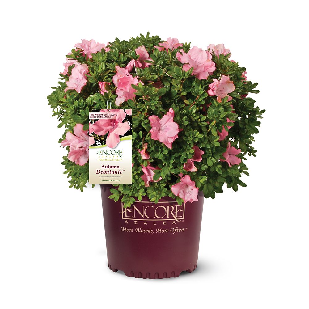 Encore Azalea 80591-1 shrubs - View #8