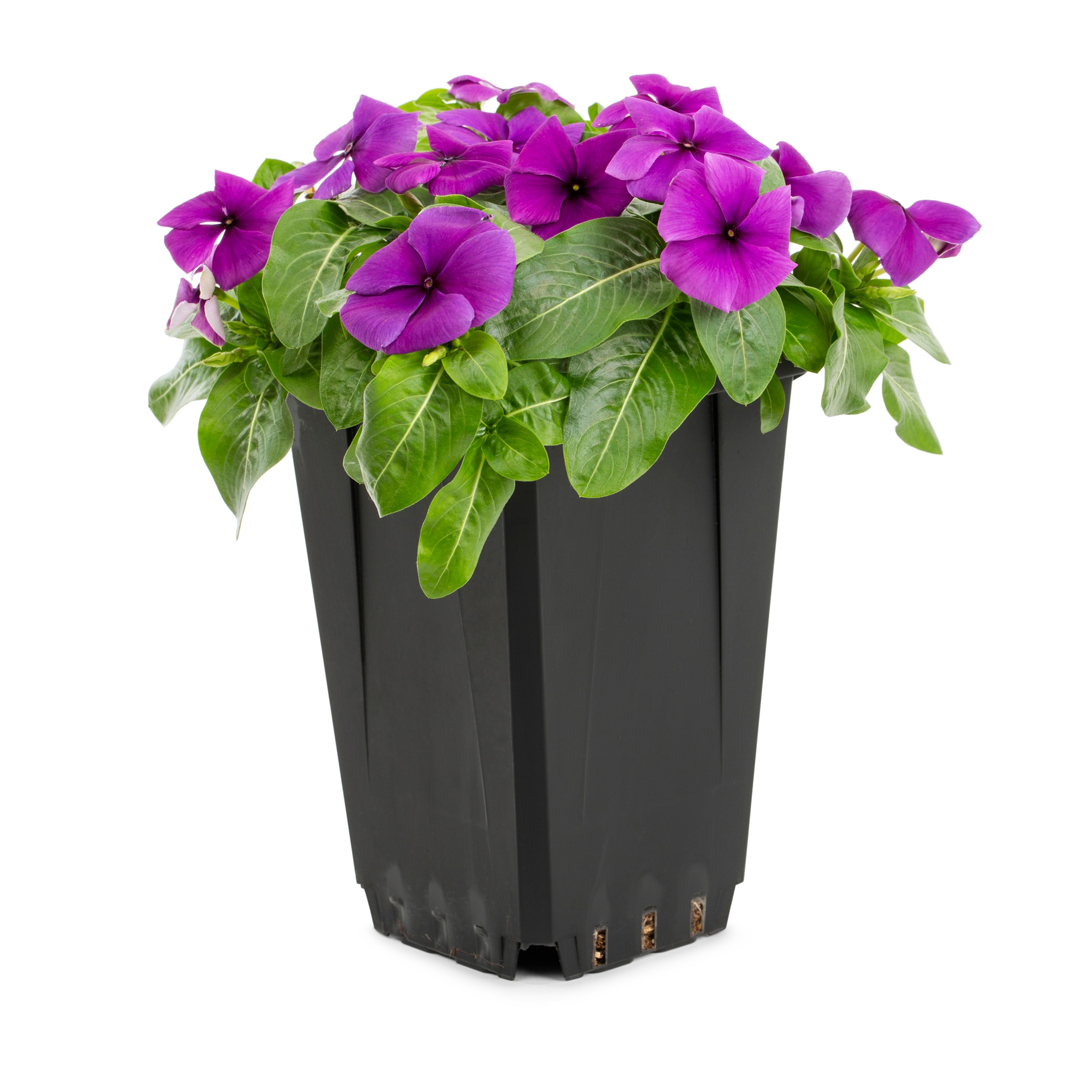 Lowe's 922759 Multicolor Vinca in 1-Quart Pot