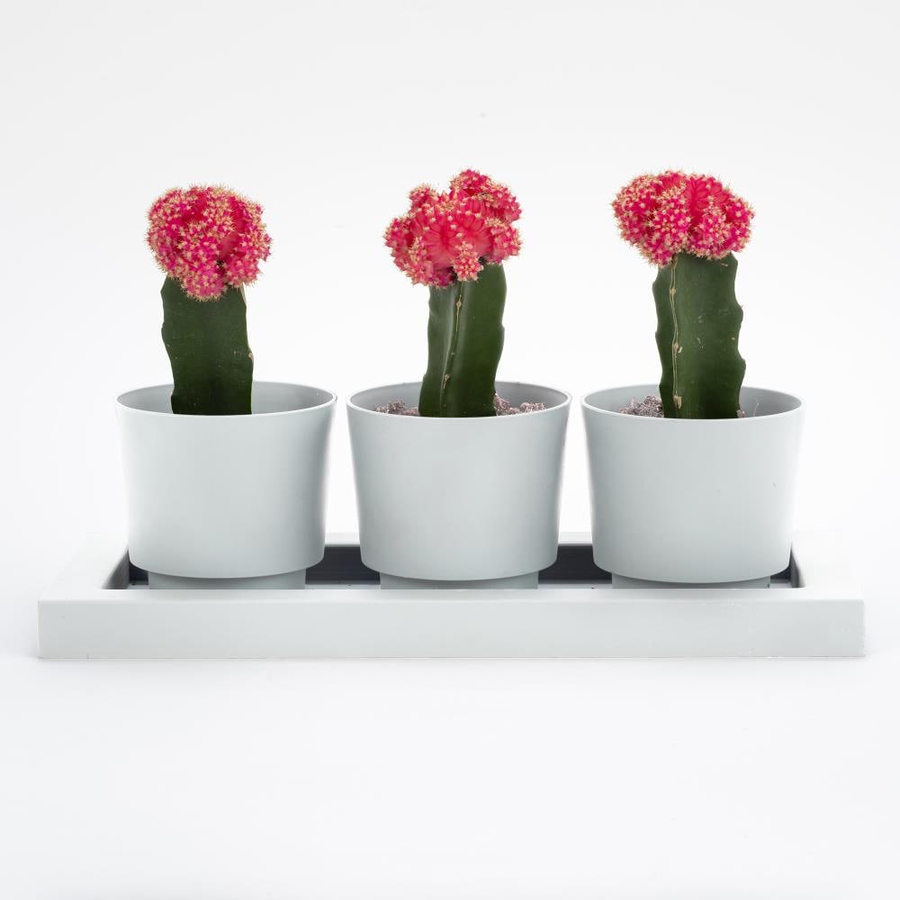 5X Saucer Plastic Plant Flying Tray Home Flower Garden Pots Pot Planter 4 Inch 