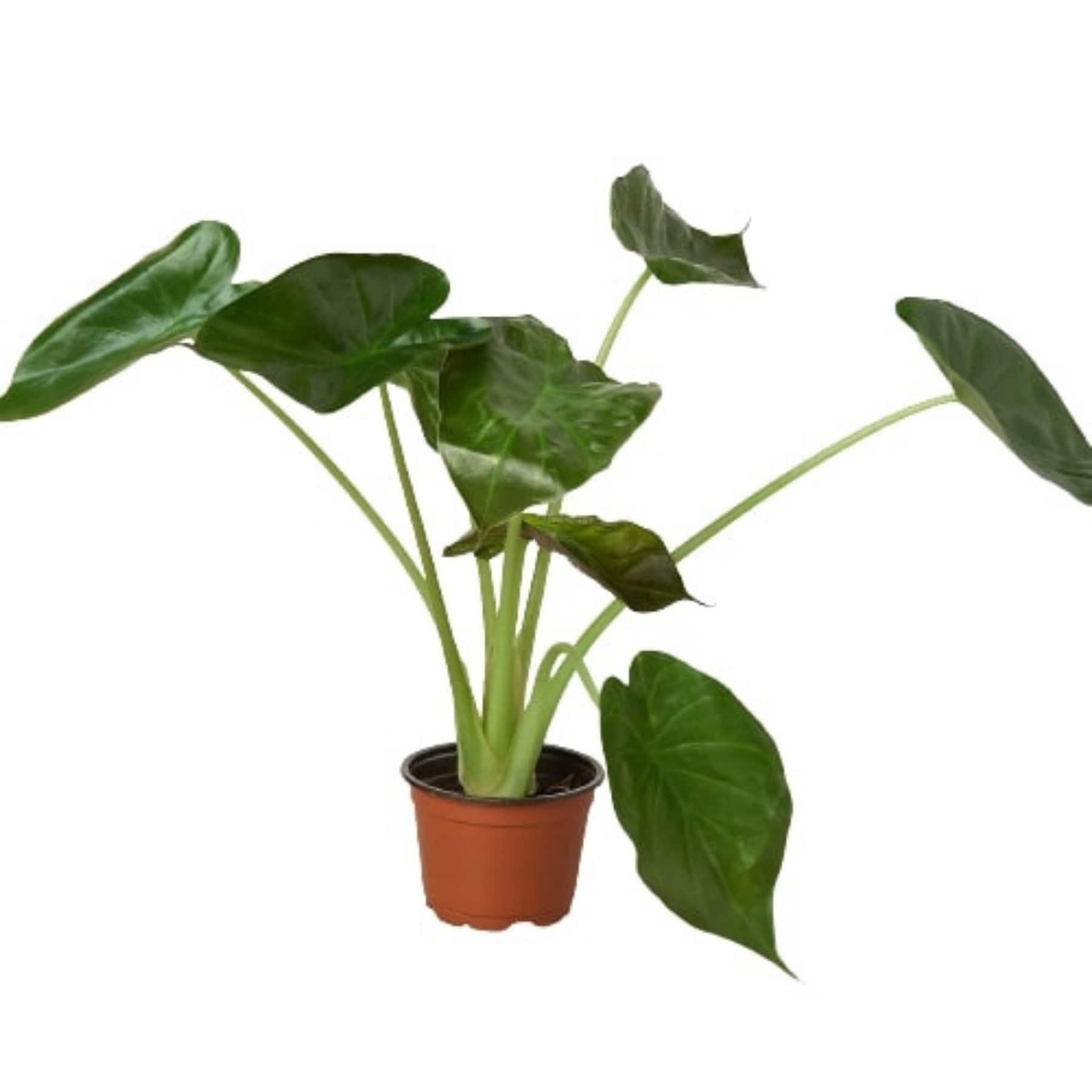 Alocasia Wentii Plants, Bulbs & Seeds at 