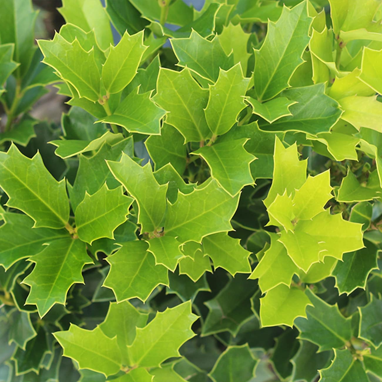 Perfect Plants LOOAKLEAFHOLLY5G shrubs - View #7