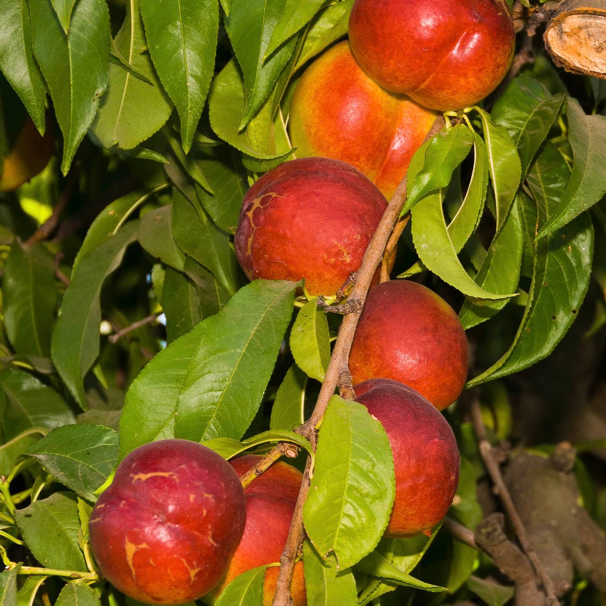 Gurneys Seed And Nursery Fruit Tree Fantasia Reachables Nectarine Dormant Starter Bareroot At