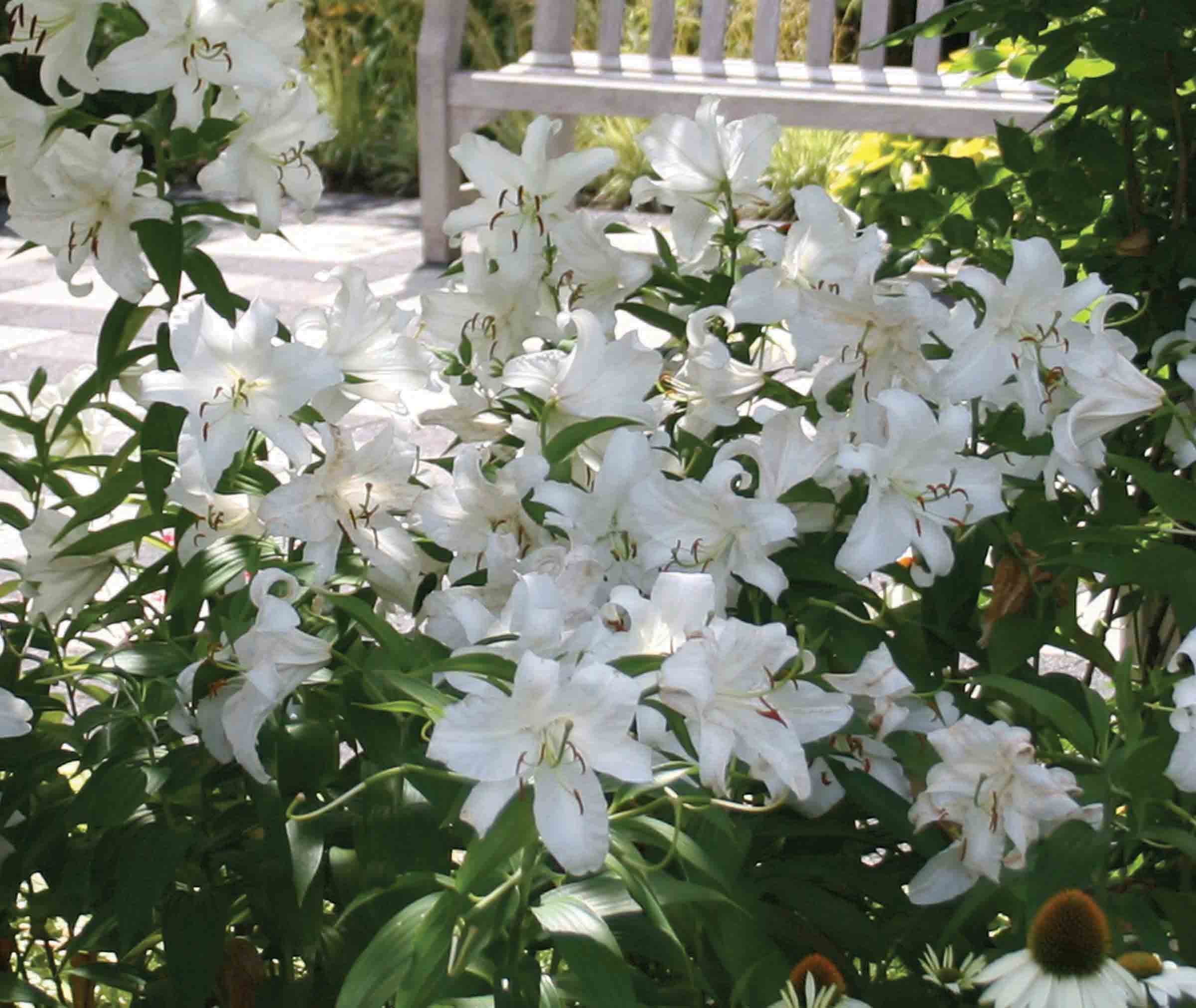  35.23862 White Stargazer Oriental Lily Bulbs