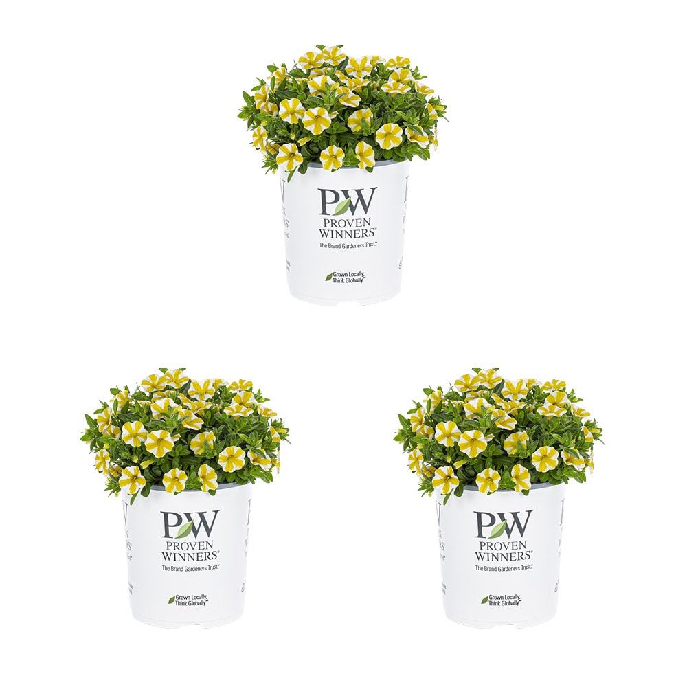 Metrolina Greenhouses Multicolor Calibrachoa in 1-Quart Pot 3-Pack in ...