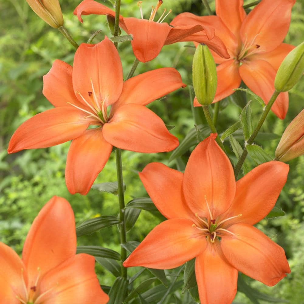 Orange Lily Bulbs Bagged 5-Count at Lowes.com