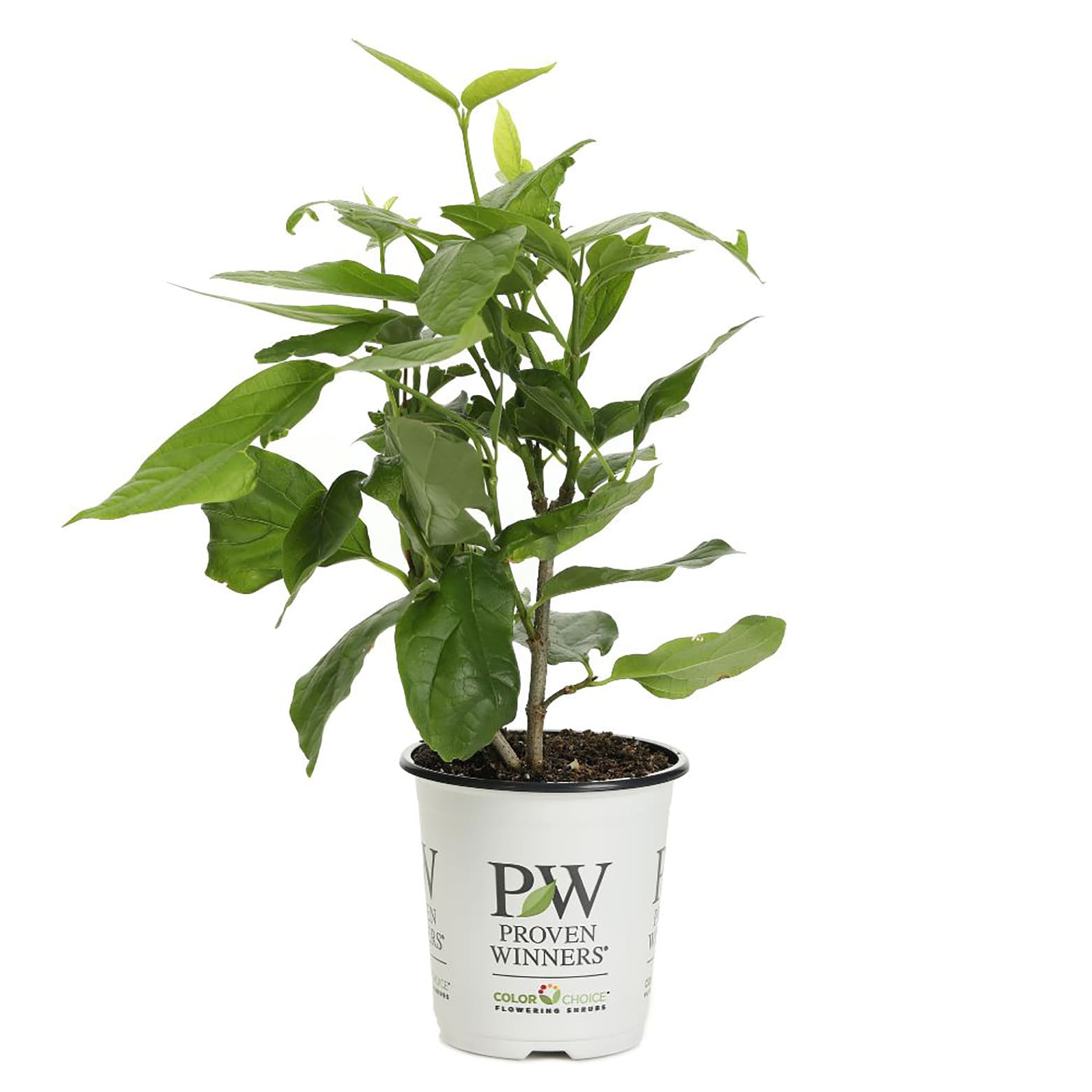 Proven Winners CACPRC1007800 shrubs - View #2