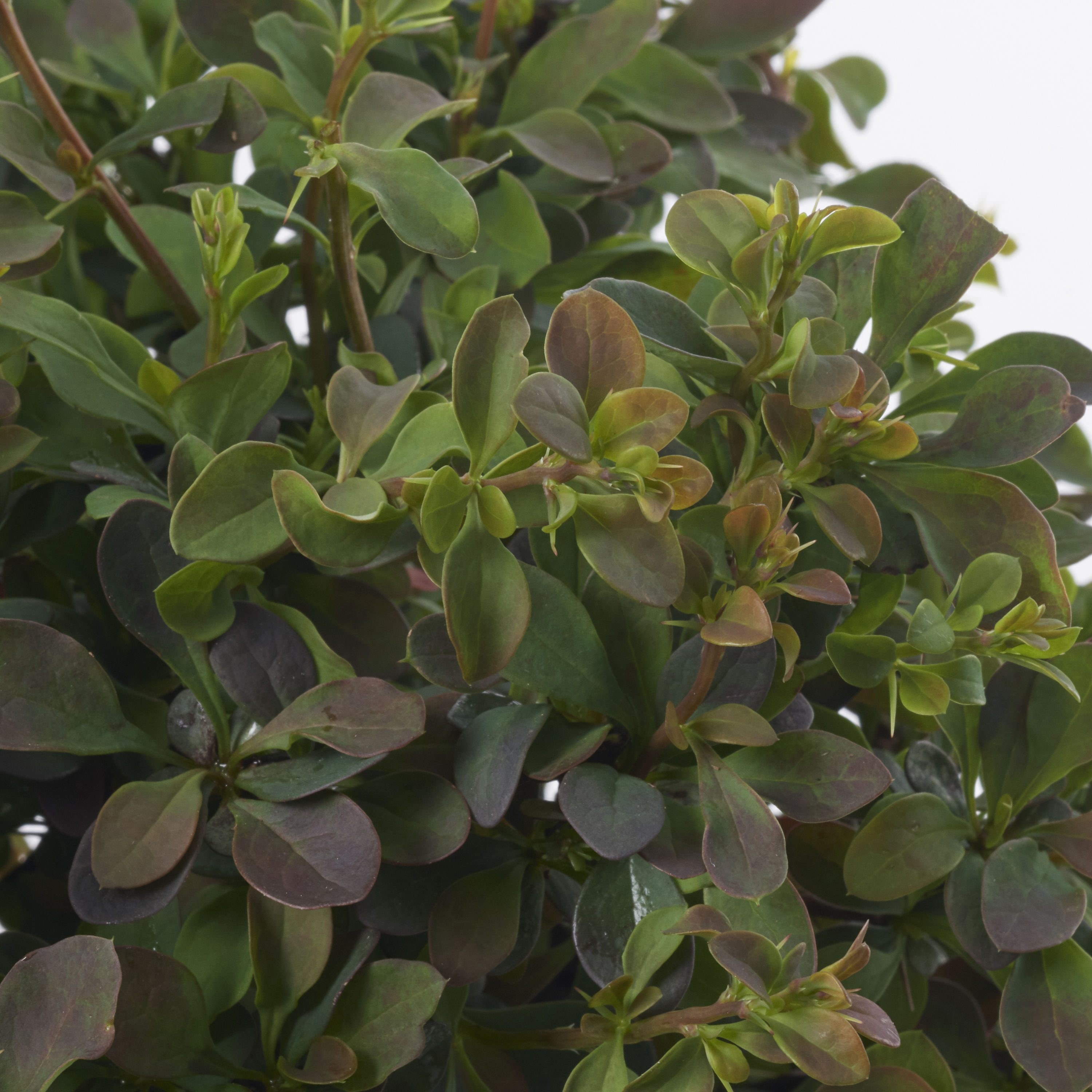 Lowe's NURSERY shrubs - View #2