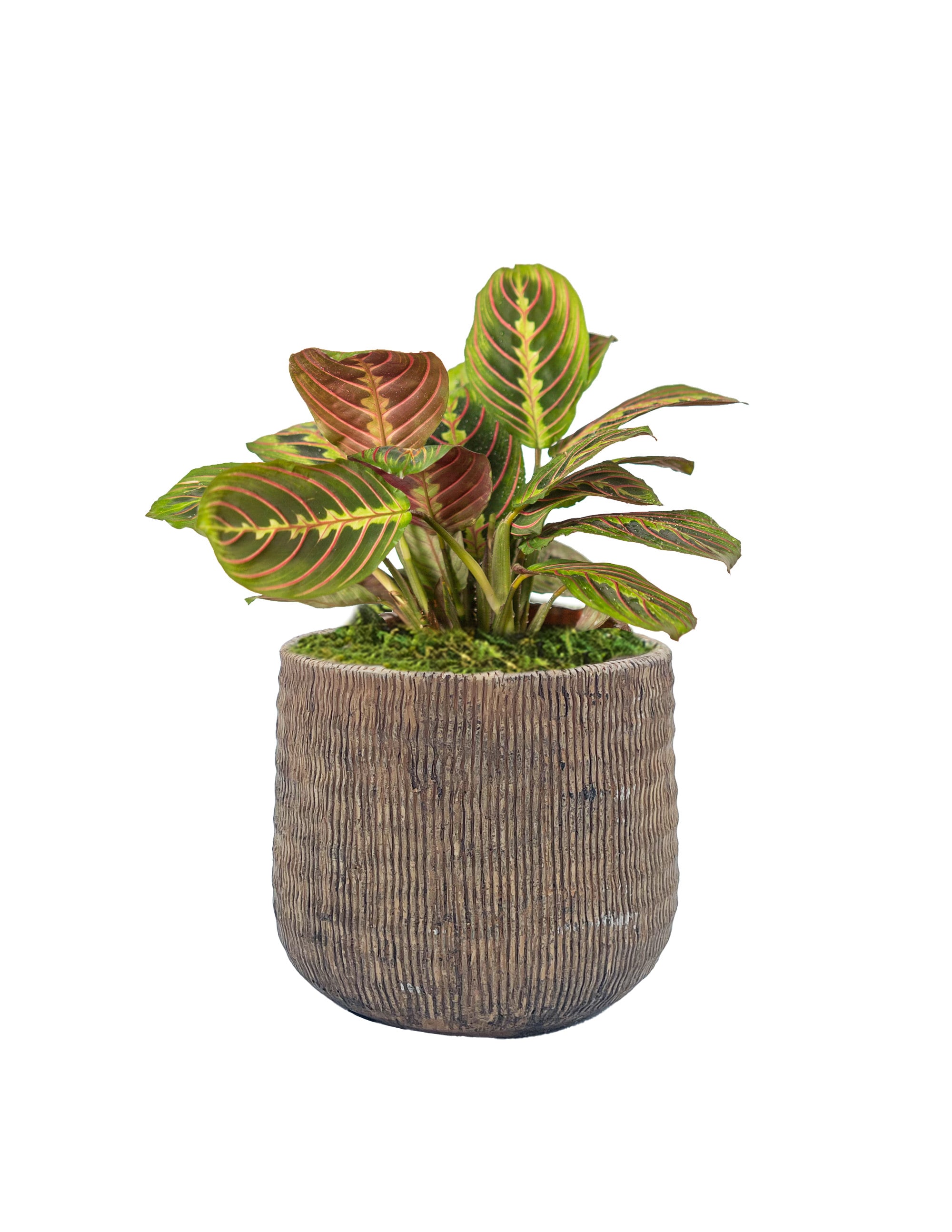 Livetrends Slip Live Maranta Red Plant House Plant In 4-in Planter In 