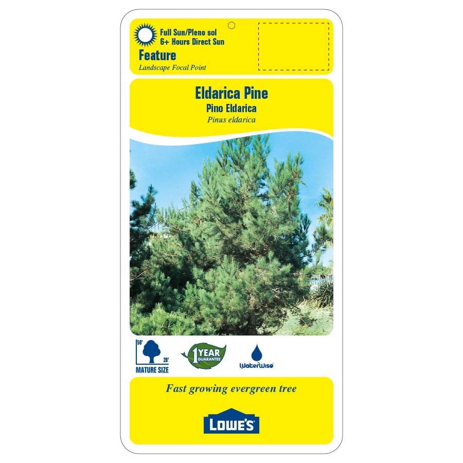  NURSERY trees - View #2