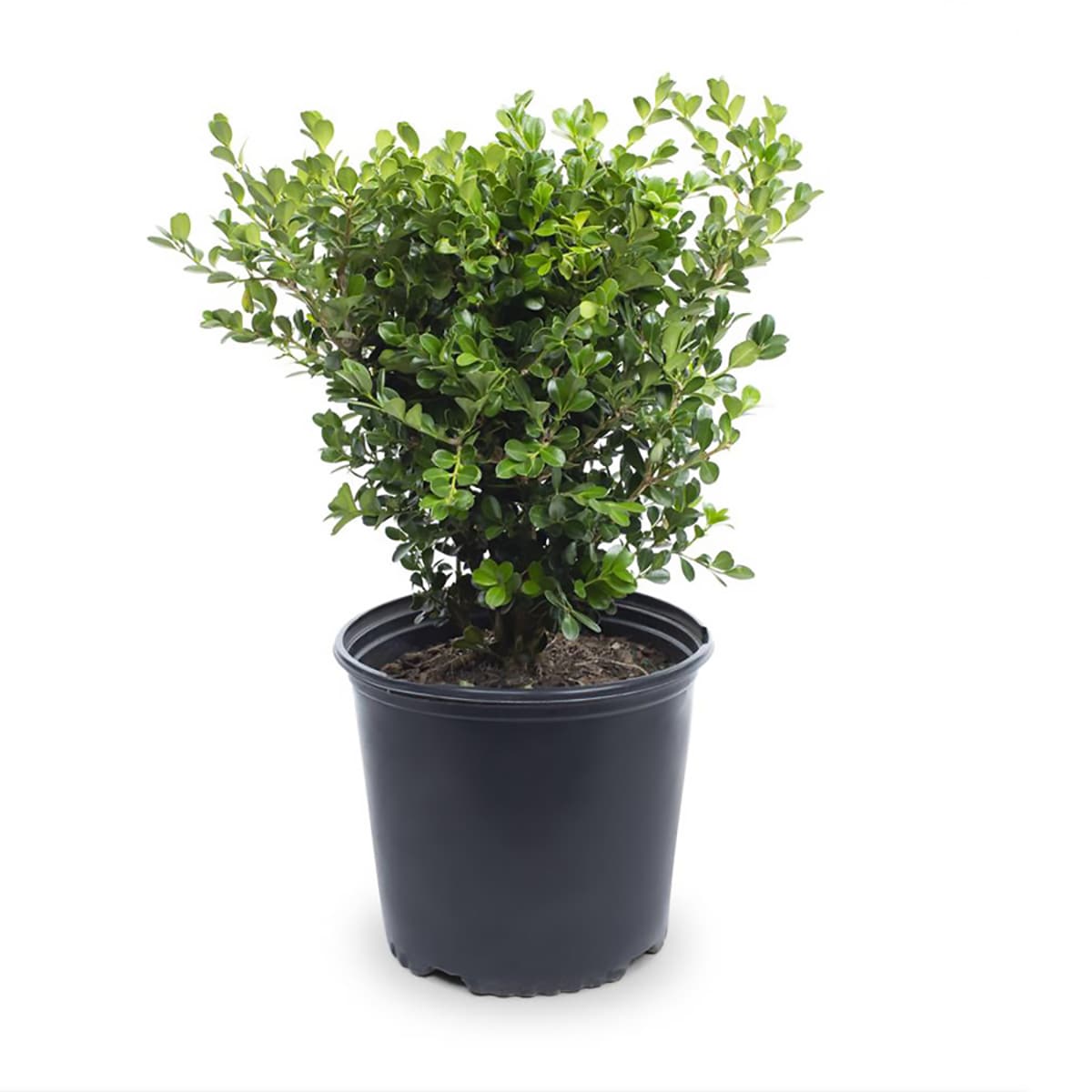 japanese boxwood foundation/hedge shrub in 2.5-quart pot in the