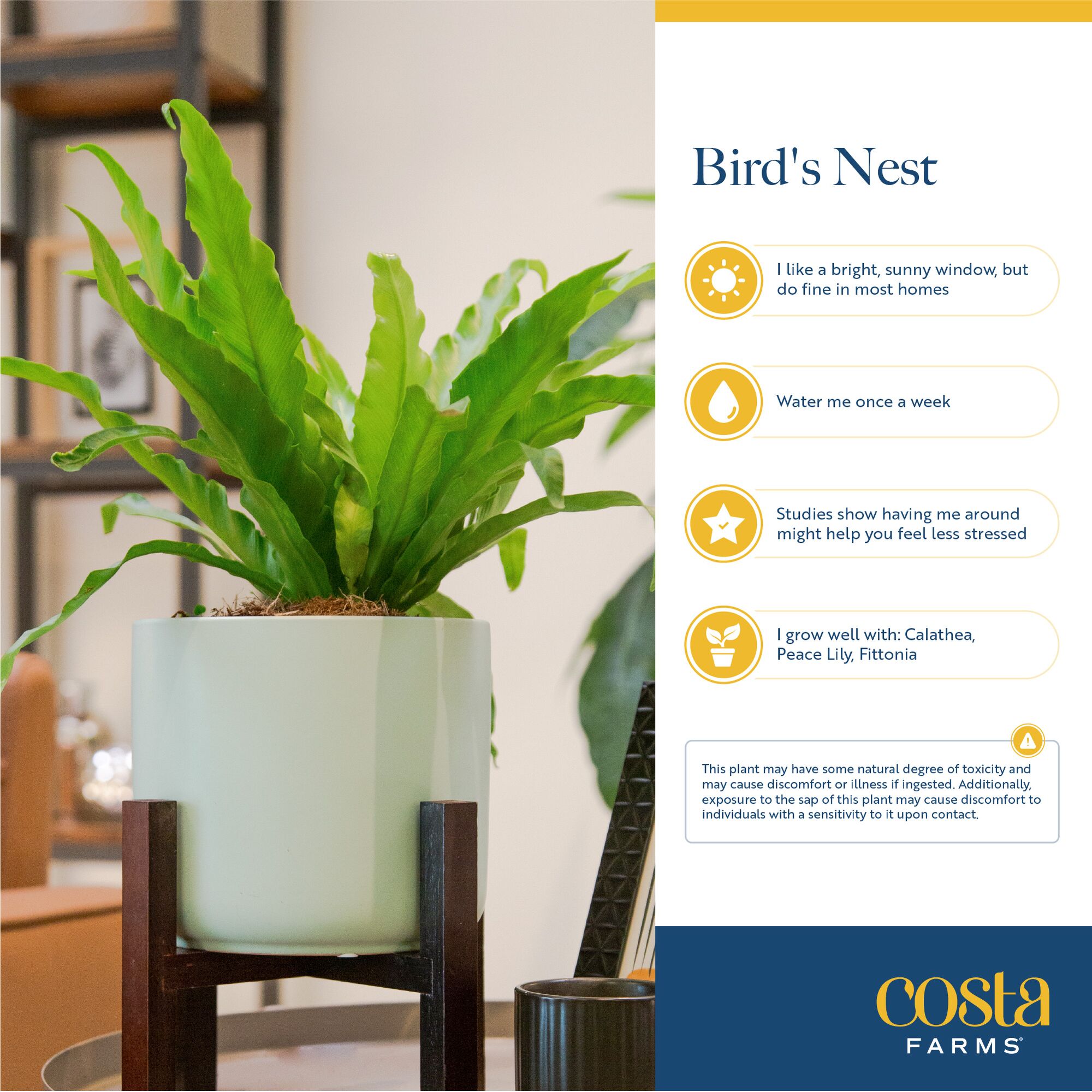 Costa Farms M-BNF-S-BEI-01-LW hseplants - View #6