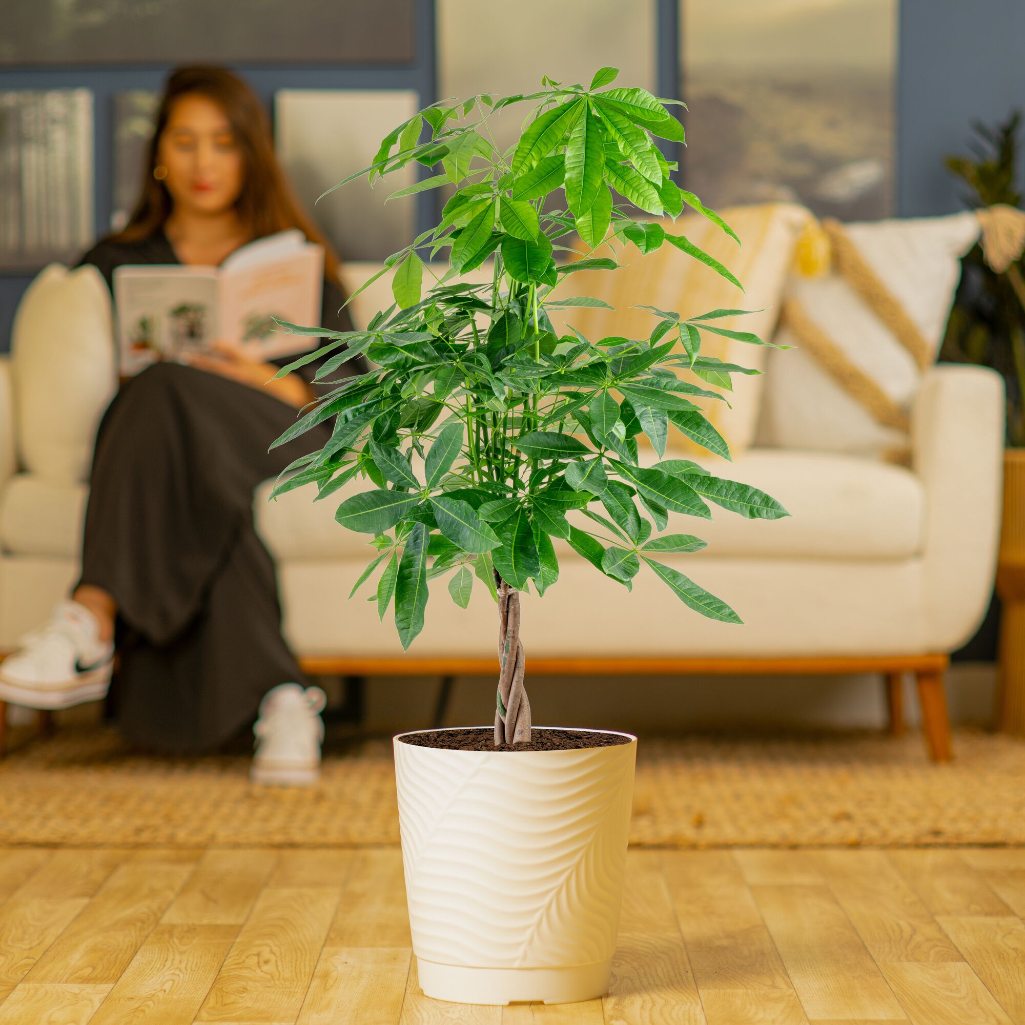 Costa Farms L-PHB-S-NCP-01-LW hseplants - View #4