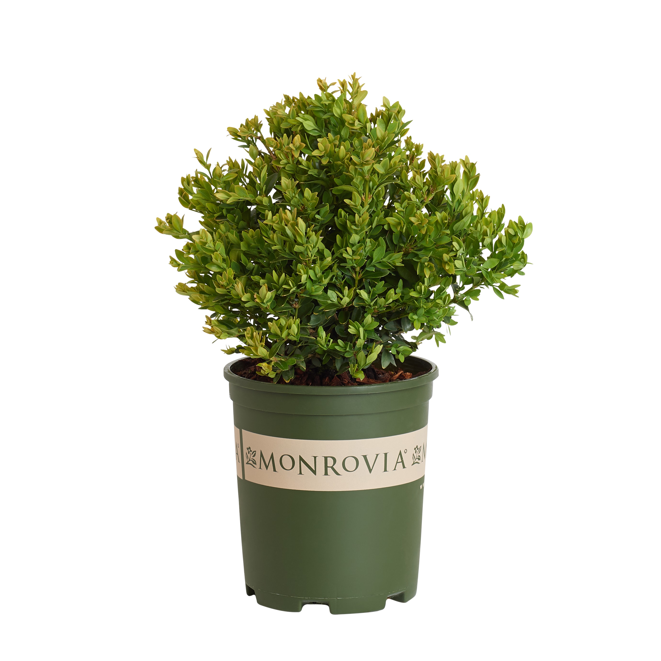 Chicagoland Green Boxwood Shrubs at Lowes.com