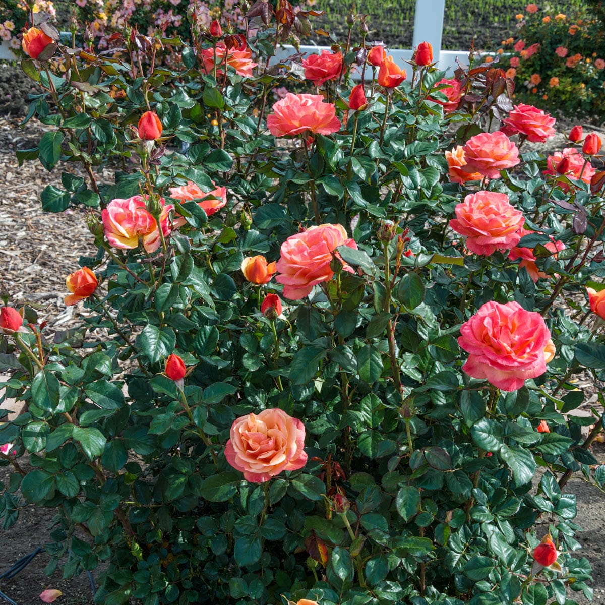Spring Hill Nurseries 07620 roses - View #4