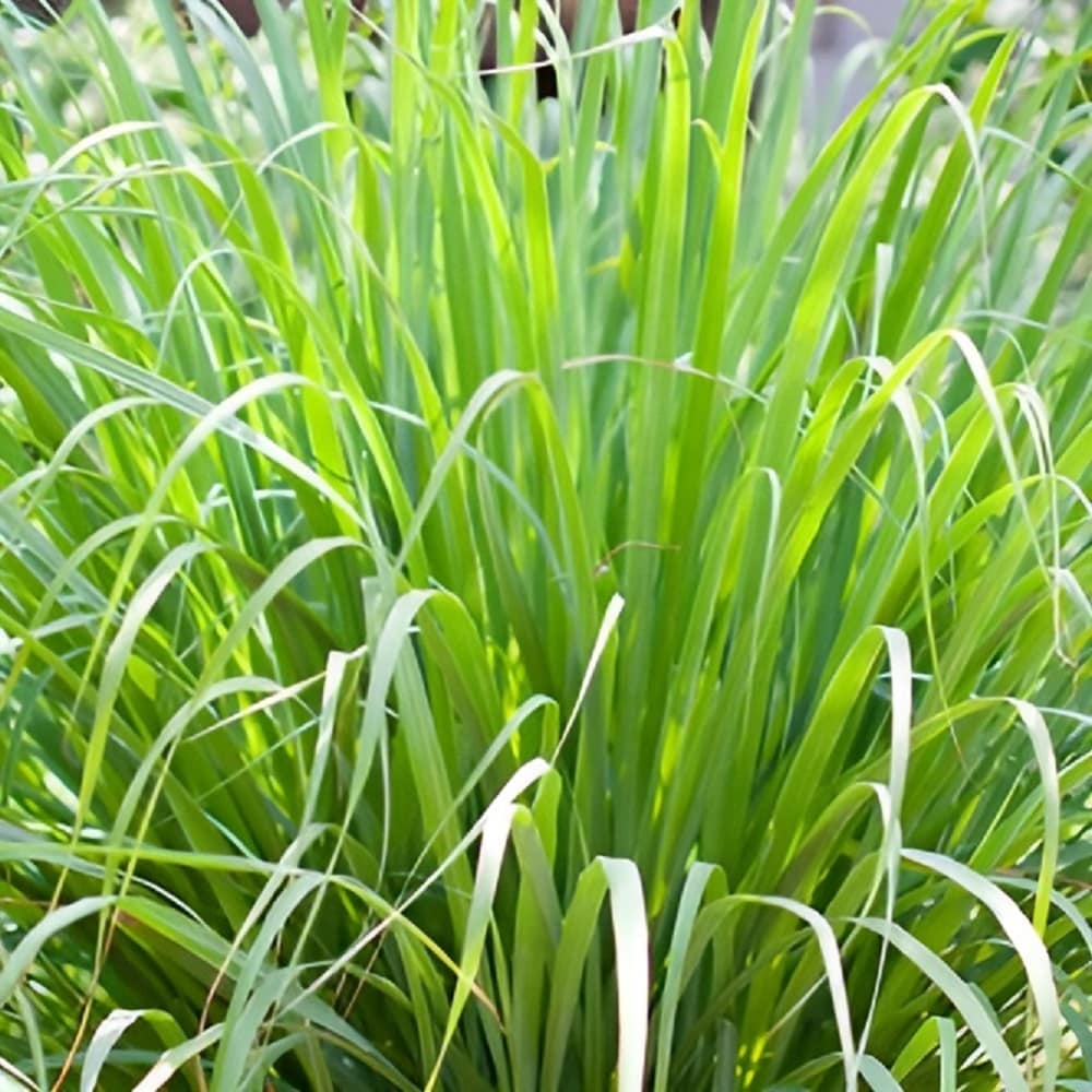 Lowe's 6015279 Lemongrass in 1.75-Gallon Pot